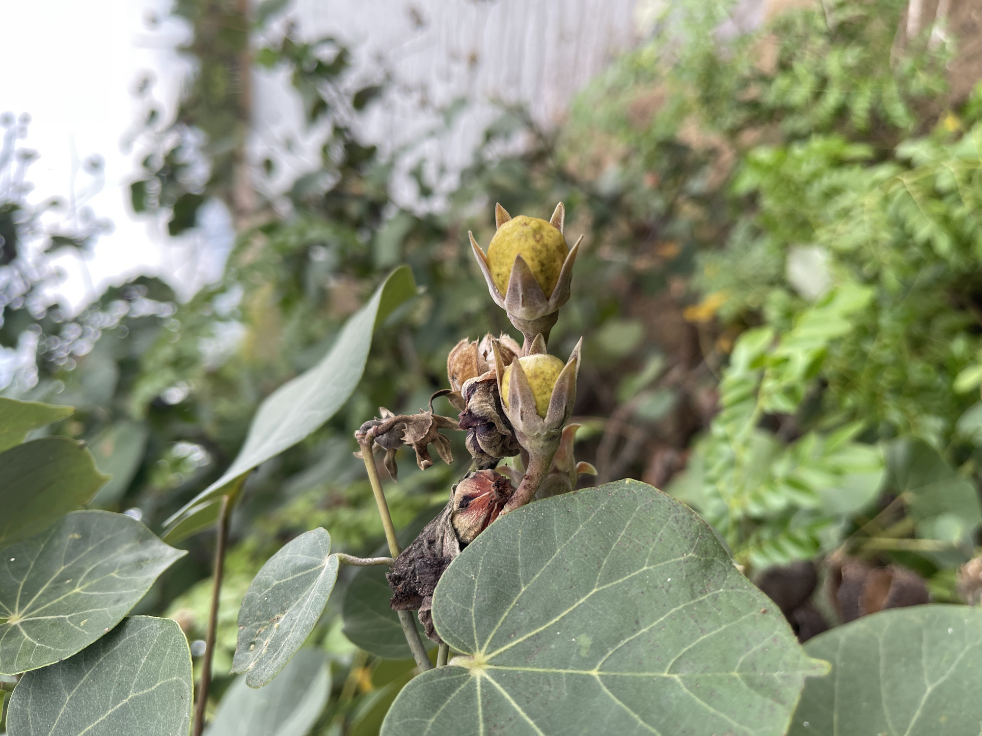 The media file is a close-up, outdoor shot of a plant with developing seed pods and large, green leaves. The foreground is dominated by the plant's foliage, with several broad, heart-shaped leaves displaying visible venation. In the center of the frame, a cluster of seed pods is the main subject. The pods are a pale yellow-green, encased in pointed, brown sepals. Some of the pods appear partially opened, revealing a glimpse of their interior.
The background is softly blurred, suggesting a natural setting with more greenery and possibly a light-colored wall or structure. The lighting appears to be natural daylight, and the overall atmosphere is peaceful and focused on the botanical details. There is no visible text within the image. The scene is likely taking place in Lhokseumawe, Indonesia, as indicated by the location context.