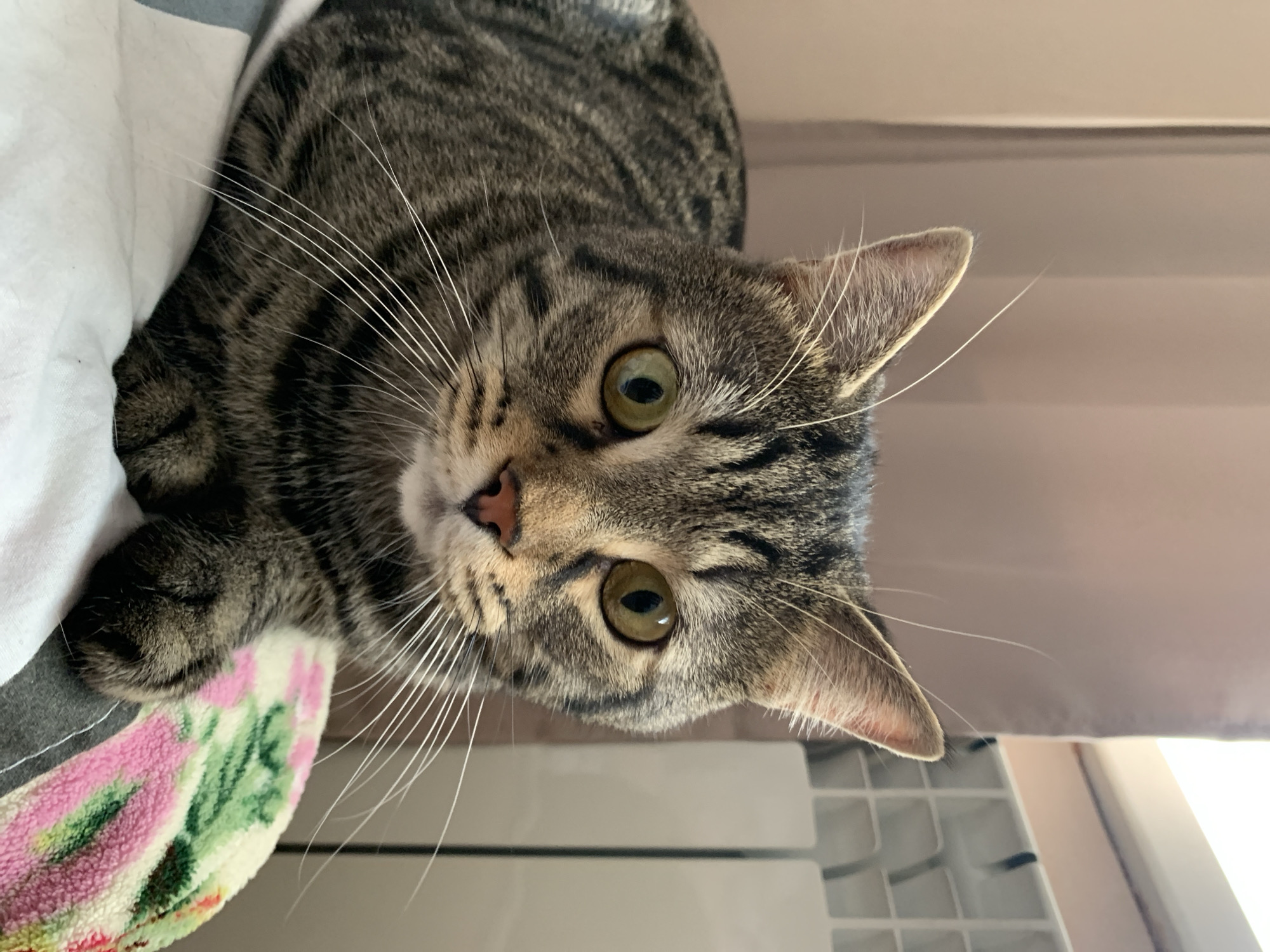 A medium shot captures a tabby cat from the chest up, resting on a white surface adorned with a colorful floral-patterned blanket. The cat is facing forward, its green eyes wide and alert. Its fur is a mix of grey, black, and brown stripes, with prominent white whiskers fanning out from its muzzle. The background is softly blurred, featuring a muted pink curtain on the left and a white radiator with horizontal slats on the right. The lighting is even, illuminating the cat's face and features clearly.