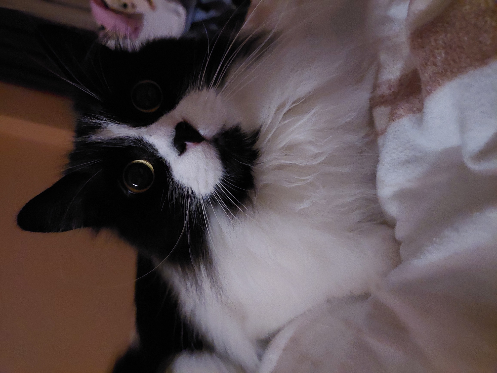 A black and white cat lies on a white and pink patterned blanket. The cat's head is tilted to the left, and it is looking at the camera with wide eyes. The cat has long white whiskers and a pink nose. The cat is indoors. No location or people are visible.