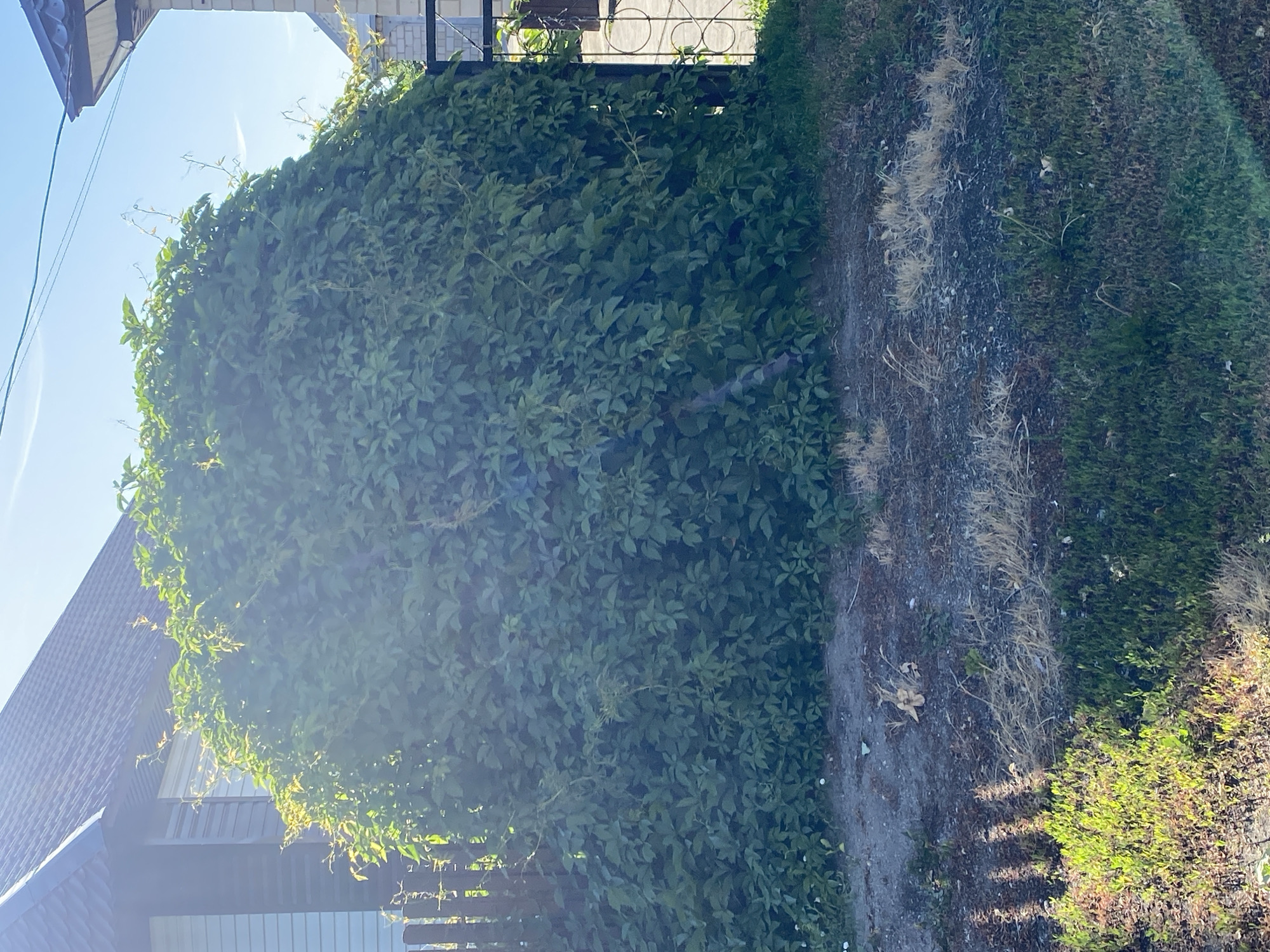 The image depicts a large, dense bush of green foliage obscuring a wooden fence and a metal gate, likely on the property of a residential house in Mamontovo, Russia. The house, partially visible to the left, features a dark roof and light-colored siding. Sunlight filters through the leaves of the bush, creating a dappled effect. The ground in front of the bush consists of dirt and sparse, dry grass. A portion of a black metal gate with decorative elements is visible to the right, with a glimpse of a brick structure beyond it. The sky above is clear and blue.