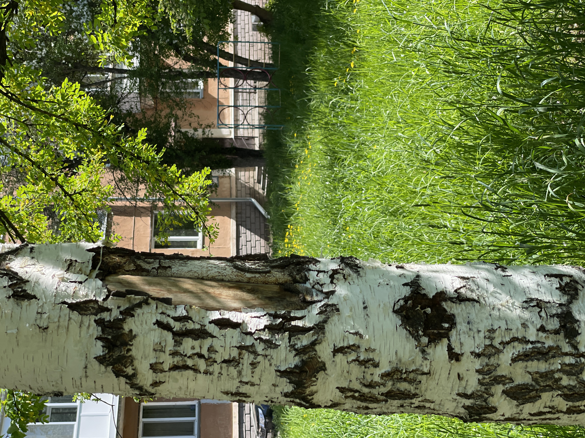 A bright, sunny outdoor scene in Zheleznogorsk, Russia, depicts a residential green space. In the foreground, a prominent birch tree trunk lies horizontally across the frame, showcasing its characteristic white, peeling bark with dark fissures. A large section of the bark is missing, exposing the darker wood underneath. To the left, vibrant green leaves of a tree, likely a birch or a similar deciduous species, are bathed in sunlight, partially obscuring the background.
The middle ground and right side of the image feature a lush, bright green lawn speckled with small yellow flowers, which appear to be dandelions. Further back, a multi-story building, characteristic of an apartment complex, is visible. Its facade is a light brown or beige color, with numerous windows featuring white frames. A simple metal playground structure, painted blue, stands in the grassy area between the foreground tree and the building.
The scene is captured during the day, indicated by the bright sunlight and the strong, clear shadows cast by the trees and playground equipment. The weather appears sunny and clear. No people are visible, and no specific activity is taking place, presenting a peaceful snapshot of an urban park or courtyard. There is no visible text in the image.