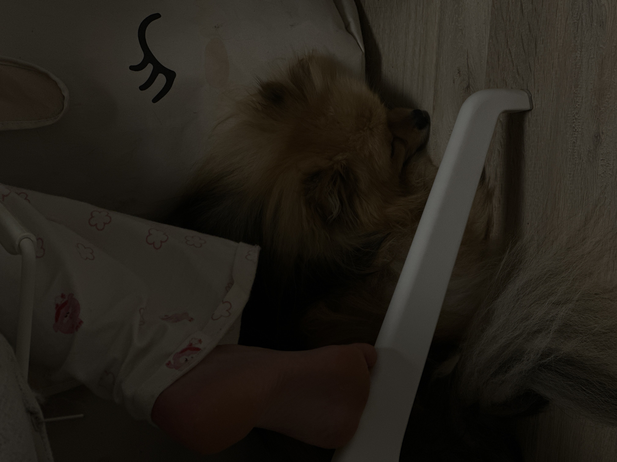 A Pomeranian dog lies asleep on a chair next to a child's leg, which is clad in white pajamas with a pink cloud print. The dog rests near a pillow adorned with a unicorn design. The chair, made of white plastic, is positioned near a wooden wall. The scene is indoors.