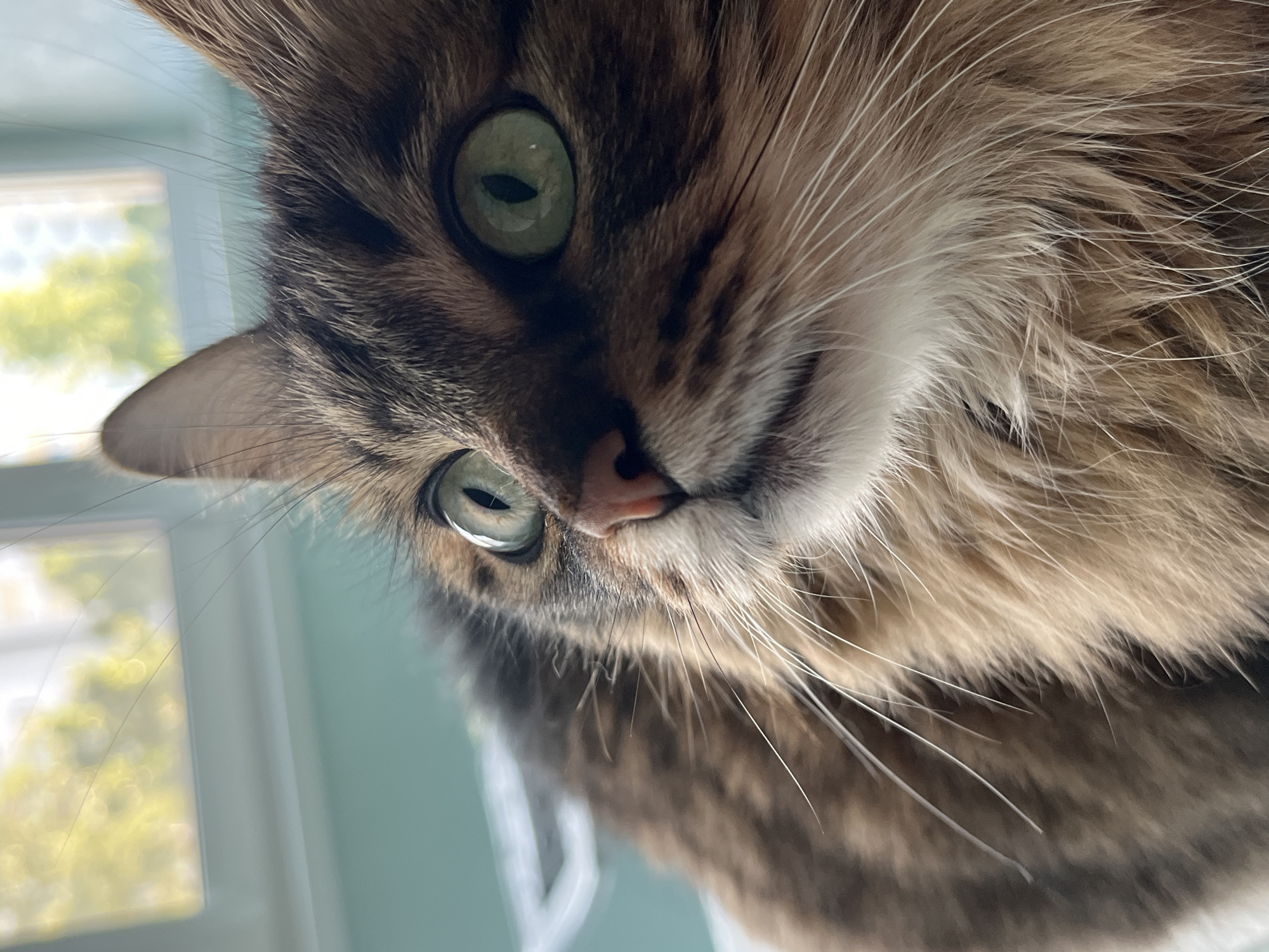 A close-up, eye-level shot shows the face of a brown tabby cat with large, green eyes and prominent whiskers. The cat's head is angled slightly to the right, with its ears alert and its gaze directed upwards and to the left. The fur is a mix of brown, black, and tan stripes, with lighter fur around the muzzle and chest. The background is softly blurred, with hints of green foliage and a window frame, suggesting an indoor setting near a window. The lighting is natural and diffused, casting a gentle glow on the cat's face. There are no people or other animals visible in the image. The scene is serene and focused entirely on the cat's expressive features.