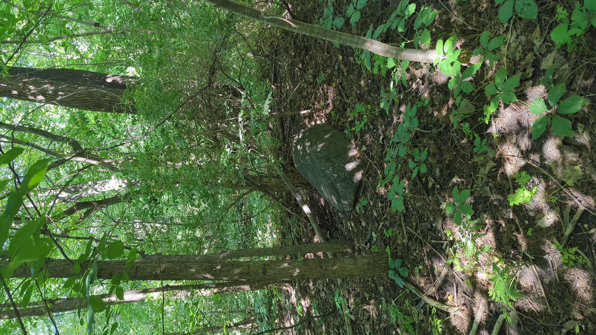 The image depicts a wooded area, likely a park or natural reserve, with dappled sunlight filtering through the dense green foliage. The ground is covered with fallen leaves, twigs, and small plants. A large, dark-colored boulder is prominently situated in the center of the frame, resting on the forest floor. The scene appears peaceful and undisturbed, with no visible signs of human activity or structures. The environment suggests a natural habitat within the city of Montreal, Canada, possibly a location such as the Montreal Botanical Garden's nature trails or a lesser-known forested section within the city limits.