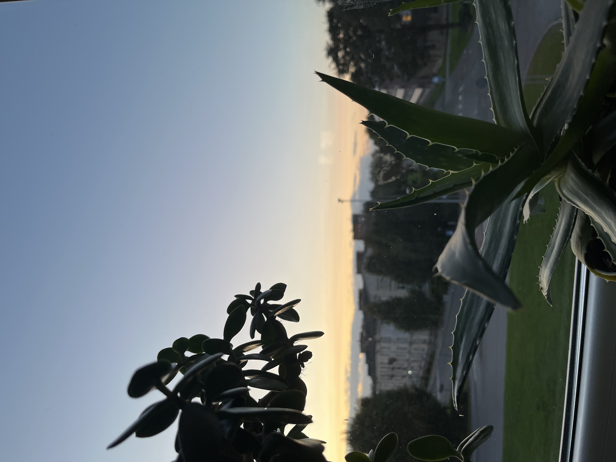 The image depicts a view from a window, likely in an urban setting in Kohtla-Järve, Estonia, during sunset. In the foreground, two potted plants are visible: a jade plant on the left, silhouetted against the sky, and an aloe vera plant on the right, with its spiky leaves extending towards the viewer. Through the window, a street with trees and buildings can be seen, with the sky displaying a gradient of blue and soft orange from the setting sun. The overall atmosphere is peaceful and serene, with the natural elements of the plants contrasting with the man-made environment outside. No people are present in the frame.