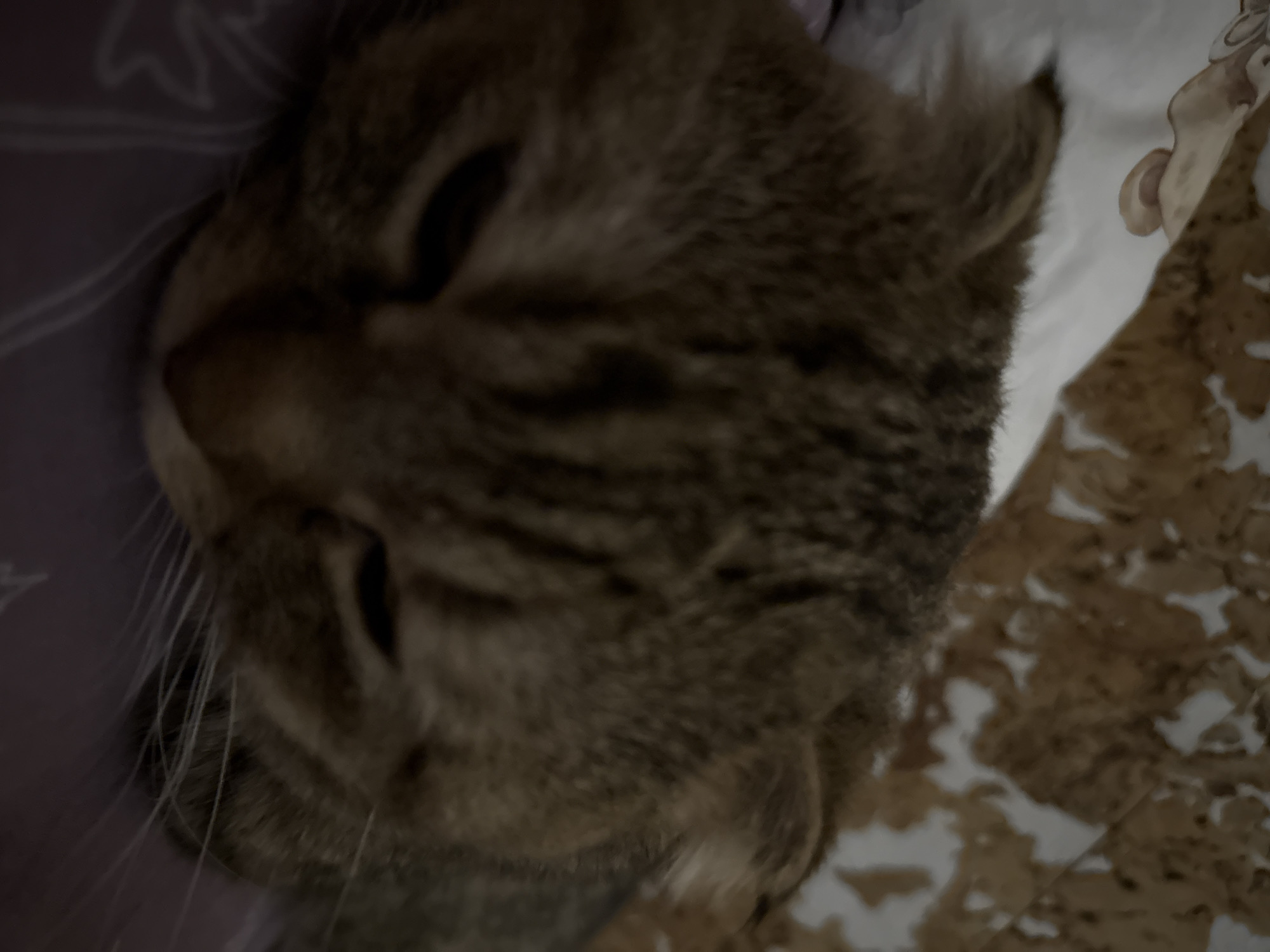 A close-up, slightly blurry, and rotated image of a tabby cat's face. The cat has its eyes closed. Its fur is a mix of brown and black. Whiskers are visible. The cat is lying on a surface with a purple pattern on one side and a brown and white patterned surface on the other. The location is unknown.