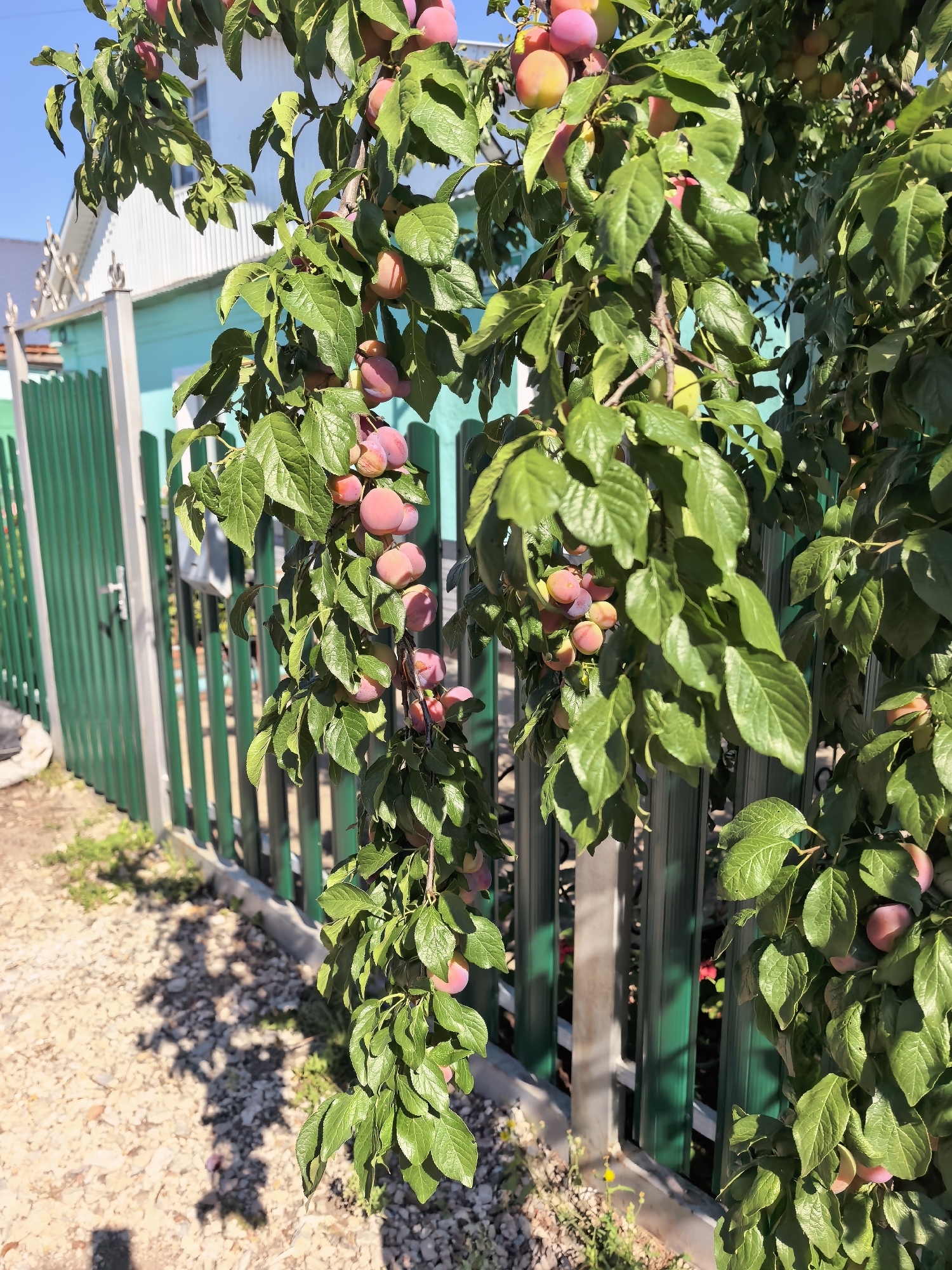 A close-up view captures a plum tree branch laden with ripe, pink and yellow fruit, with lush green leaves providing a vibrant backdrop. The tree is situated in front of a tall, green, vertical plank fence, likely in a residential area. Behind the fence, a white house with a blue-grey roof and a window is partially visible. The ground in the foreground is covered with light-colored gravel and small stones, with a few blades of grass poking through. The scene is bathed in bright sunlight, casting distinct shadows from the tree and fence onto the gravel. The overall setting suggests a sunny day in a garden or yard in Sterlitamak, Russia.