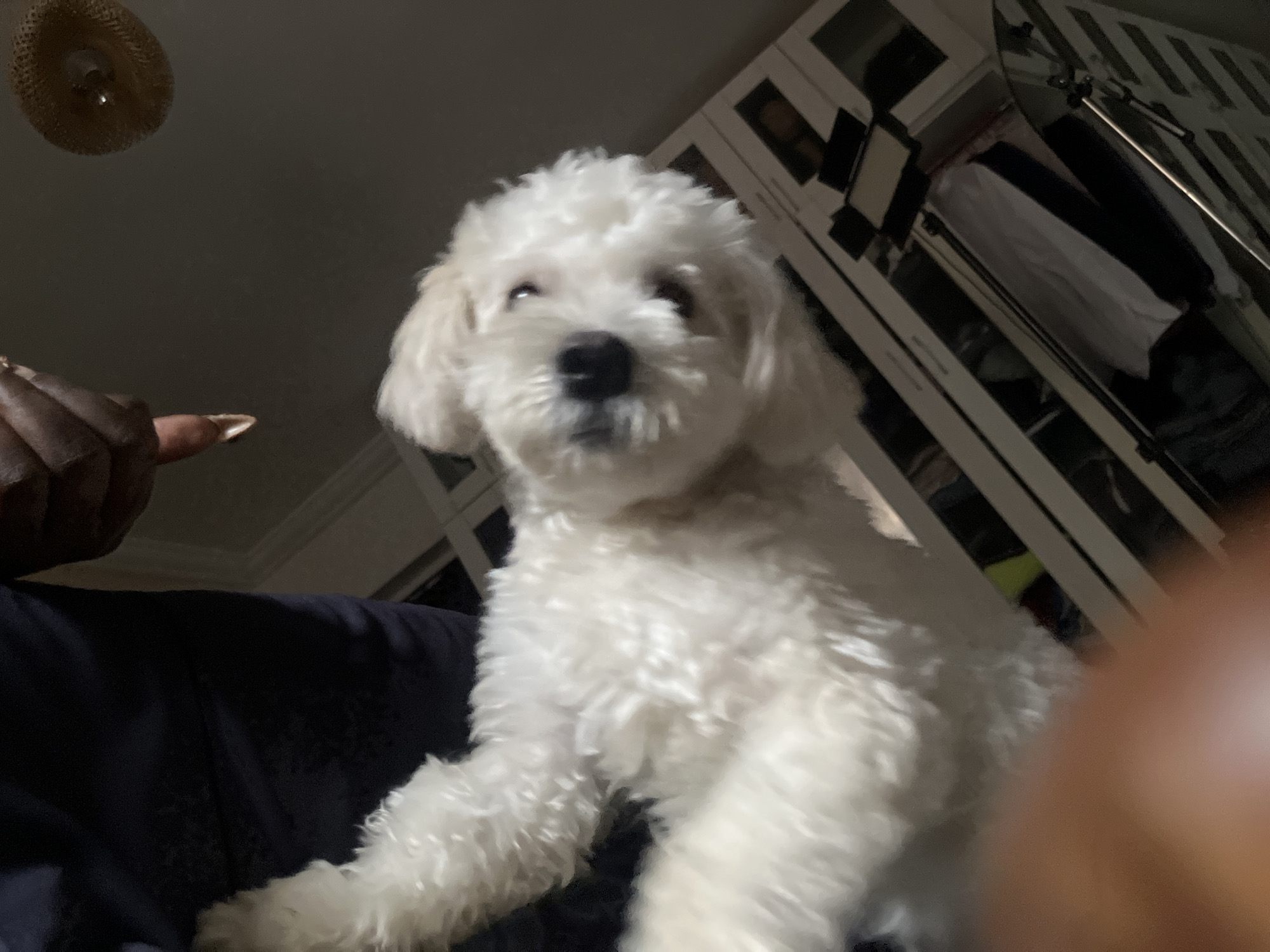 An overhead shot shows a white dog with fluffy fur looking up at the camera. The dog's mouth is slightly open, and its eyes are wide. The dog is positioned in the foreground, with a dark blue garment visible behind it. In the background, a closet with several shelves is visible. The lighting in the room is dim, casting shadows. A person's hand and finger are visible in the upper right corner of the image, reaching down towards the dog. The scene appears to be indoors, in a domestic setting.