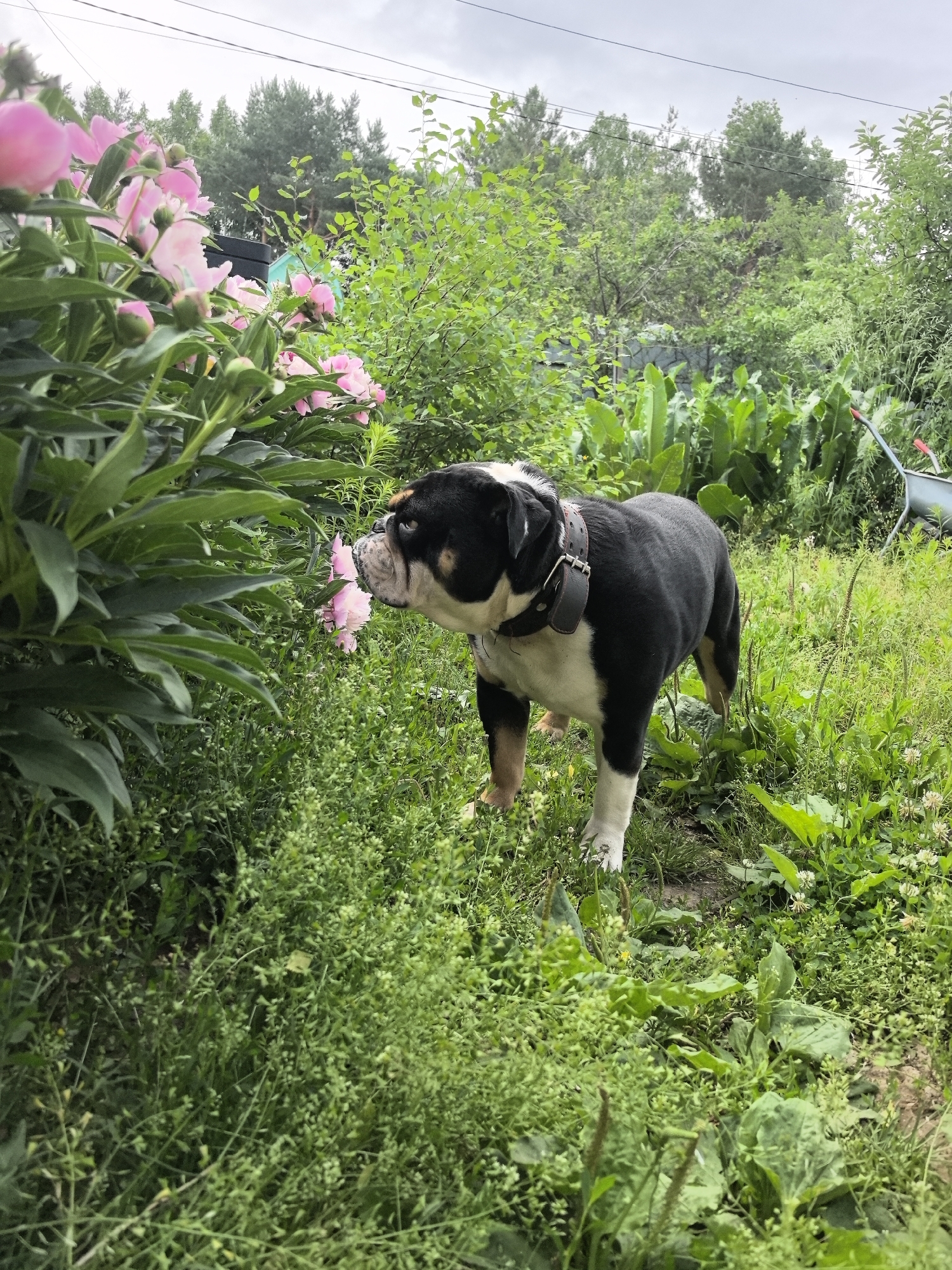A tri-colored American Bulldog is shown in a yard with lush green foliage, including peonies, and a garden cart in the background. The dog is sniffing a pink peony flower. The scene appears to be in a rural or suburban setting, possibly in Noviy, Russia, given the presence of dense greenery and what looks like a fenced yard. The weather seems overcast, contributing to a muted lighting effect.