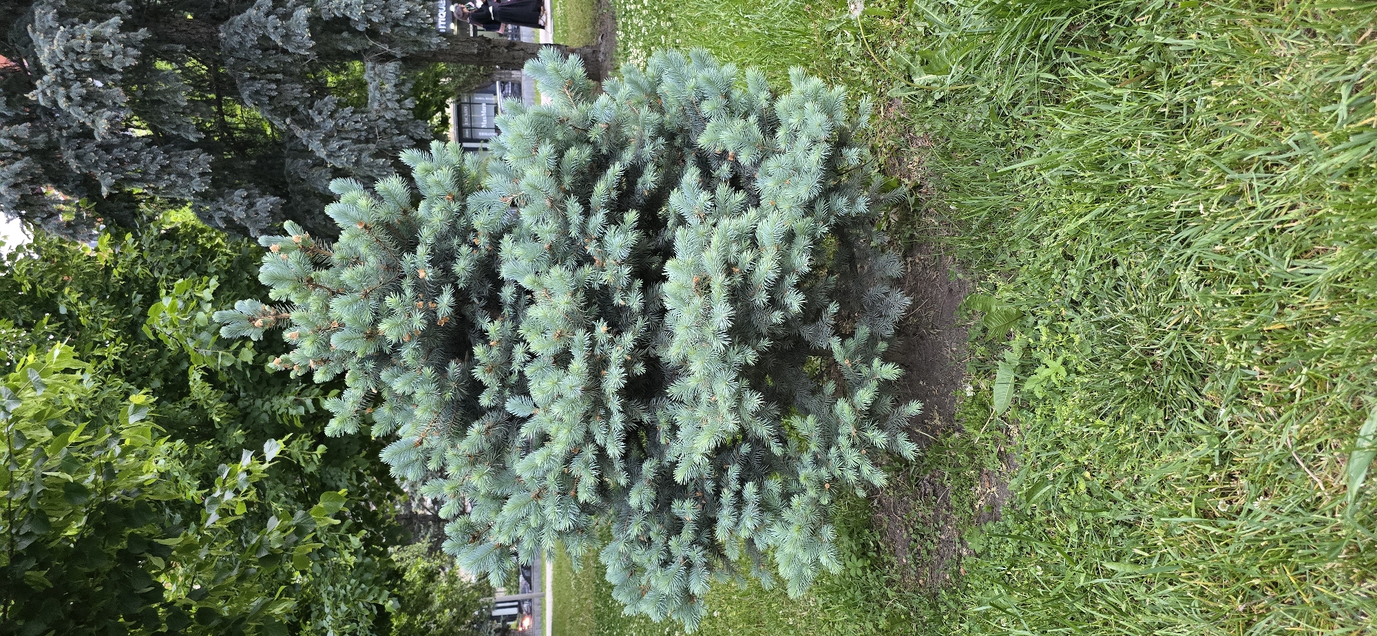 The image shows a blue spruce tree surrounded by grass and other greenery. The tree is located in an urban area, possibly a park or garden, with a building visible in the background. Two people are walking behind the tree. The image doesn't include enough information to determine the location is Grozny, Russia.
