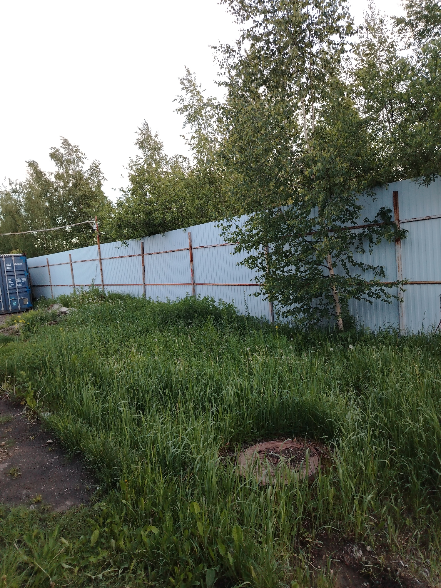 The image depicts an outdoor scene in or near Шебунино, Russia, showing an overgrown area adjacent to a corrugated metal fence. The fence has rusty metal supports and is bordered by tall green grass and weeds. Behind the fence are several trees with green foliage. To the left of the fence, a blue shipping container is partially visible. A manhole cover is located in the foreground, surrounded by tall grass. A small, dark path or area of dirt is on the left side of the frame. The sky appears overcast or hazy.