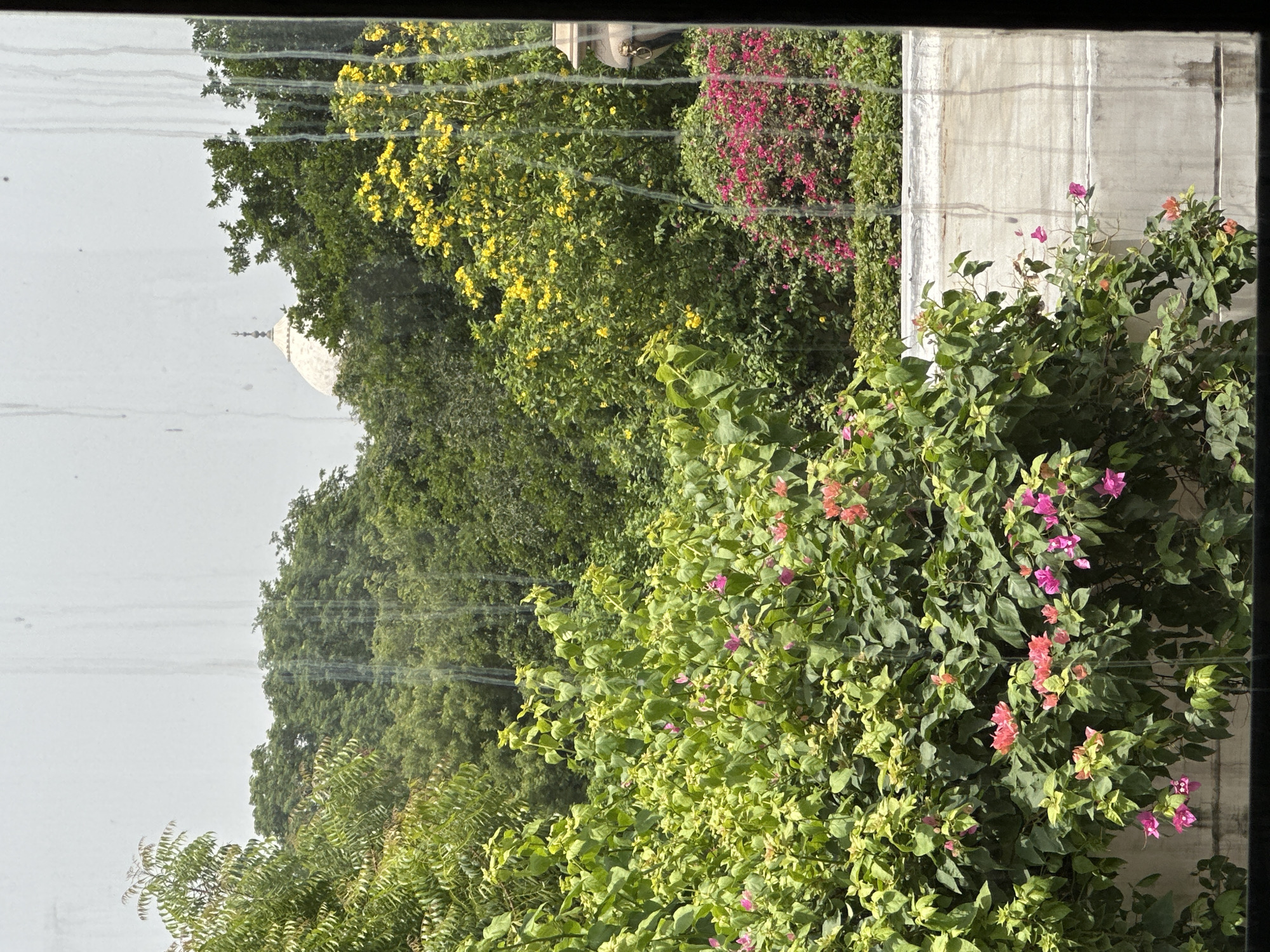 A photograph taken from indoors looking through a window displays a lush garden area with a dome structure visible in the distance. The foreground features vibrant green foliage with clusters of pink and orange flowers, likely bougainvillea, cascading over a low wall. Behind this, a dense canopy of trees with yellow flowering branches is present. Further in the background, a white domed building with a spire, characteristic of Mughal architecture, is partially obscured by the trees. The sky is overcast. The windowpane shows streaks of dirt and water. The scene appears to be of a garden in Agra, India, possibly with a view towards a historical monument.