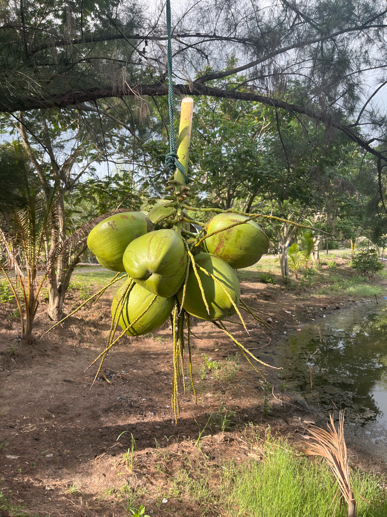 In Aneuk Paya, Indonesia, a bunch of green coconuts hangs from a branch, suspended by a rope and a yellow pole. The coconuts are clustered together, with long, thin stems reaching downwards. The scene is set in a natural environment with lush green trees and vegetation surrounding the coconuts. A body of water, possibly a pond or a stream, is visible to the right, reflecting the greenery. The ground is covered with brown soil and dry leaves. The lighting suggests it is daytime, with shadows cast by the trees.