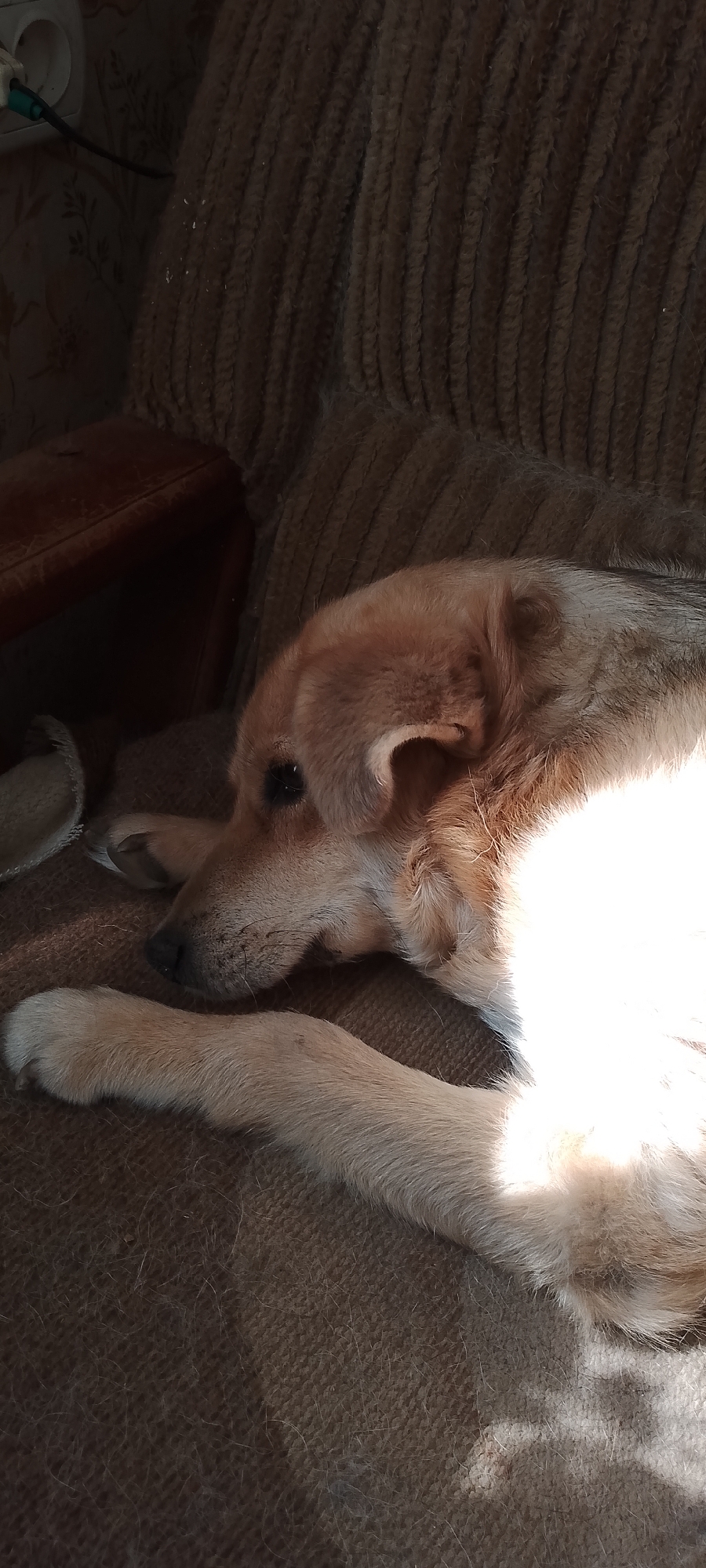 A medium-sized dog with light brown fur is lying down on a brown couch in what appears to be a residential setting. The dog's head is resting on its paws, and its eyes are closed, suggesting it is asleep or resting. Sunlight is casting a strong shadow across the dog's body and the couch. In the background, there is a glimpse of a wall with wallpaper and a white electrical outlet. The overall impression is one of a calm, domestic scene. Without further information, it is impossible to determine the specific location in Belgorod, Russia.