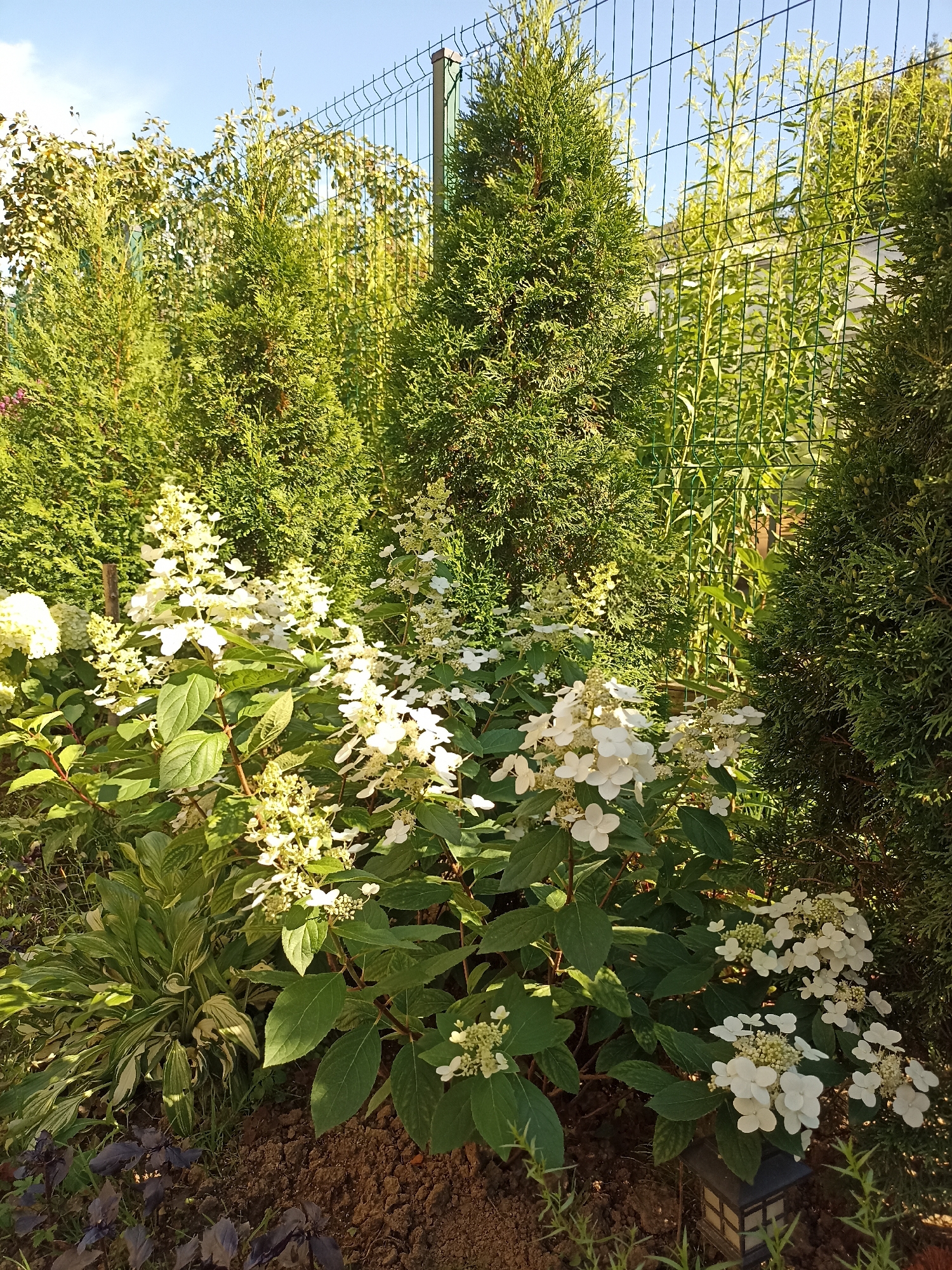 An outdoor, medium shot captures a backyard garden on a clear, sunny day. The scene is dominated by lush green foliage, including several evergreen trees with a conical shape, a large shrub with clusters of white flowers, and other assorted plants with variegated and dark green leaves. A wire fence with vertical posts and horizontal mesh runs along the upper portion of the image, separating the garden from what appears to be a neighboring area. The ground is covered with dark soil and some dry leaves. A small, dark lantern is visible at the bottom right of the frame. The lighting suggests it is late afternoon, with shadows cast by the plants. No people are present.