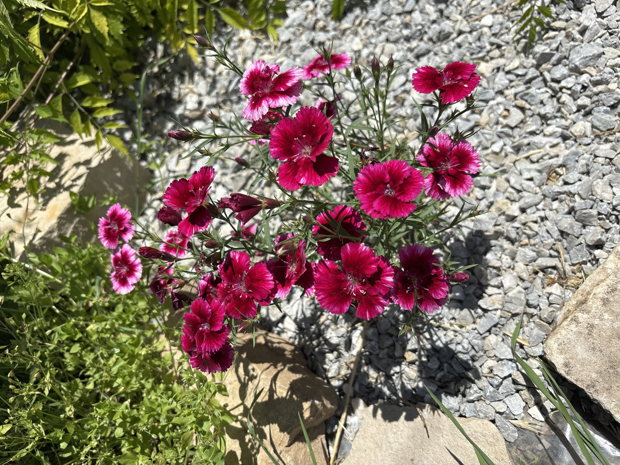 The image shows a close-up of a cluster of bright pink and white dianthus flowers in full bloom. They are surrounded by small green plants and gravel. Several stones are visible at the edge of the gravel area. It is Gorna Lipnitsa, Bulgaria, presumably a garden or landscaped area, given the arrangement of plants and gravel. There is no information to provide concerning people, subjects, actions, and interactions.