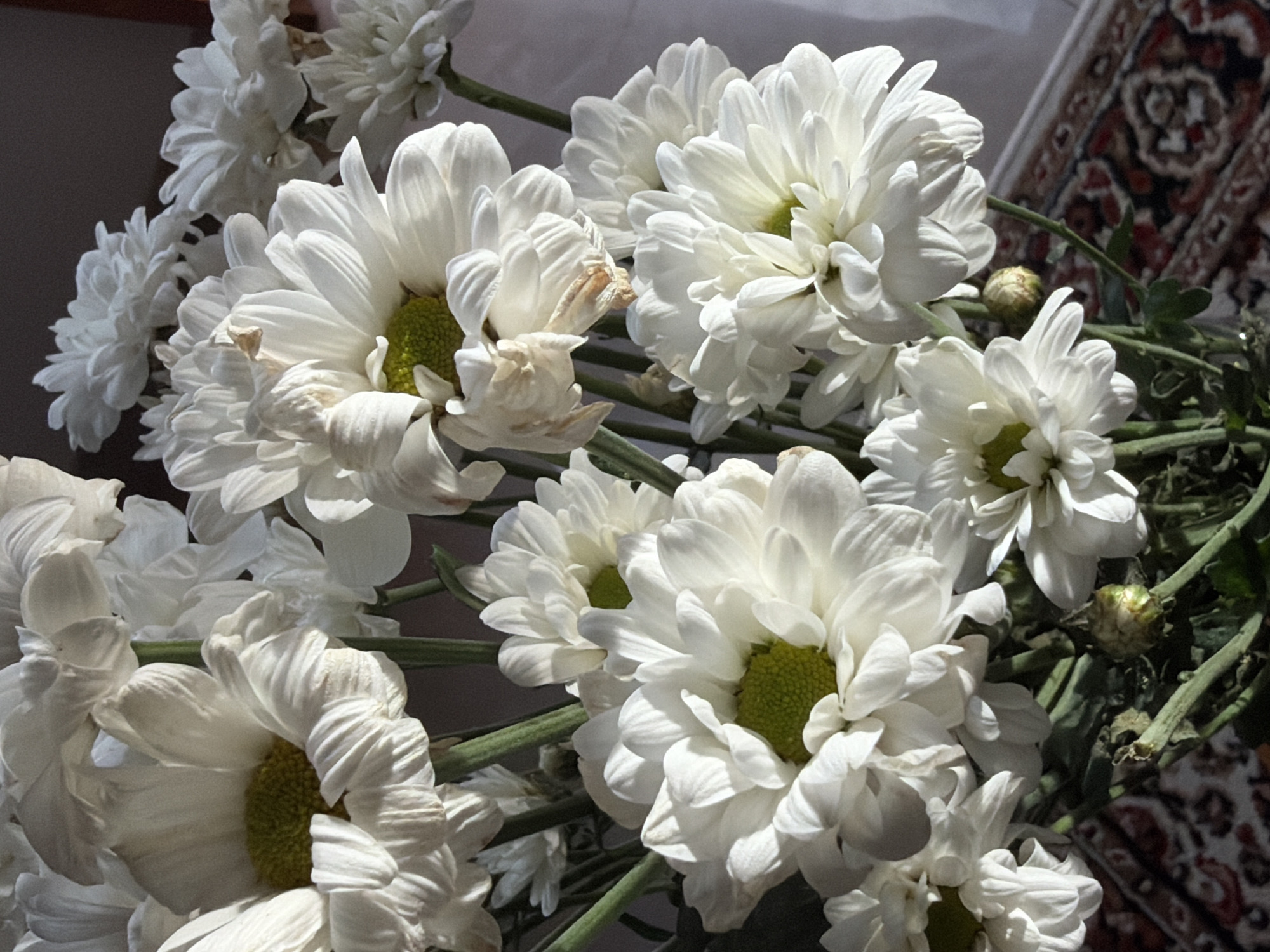 The image presents a close-up of a vibrant bouquet of white chrysanthemums, capturing their intricate petal structure and green stems. The flowers are mostly in full bloom, with densely packed white petals surrounding bright yellow-green centers. Some of the petals show minor signs of wilting or browning, suggesting the flowers are not freshly cut. Smaller blooms and buds are visible amongst the larger flowers, along with green foliage, some of which appears slightly dried.
The bouquet dominates the frame, appearing to be indoors. The background on the left and top consists of a plain, light-colored surface, likely a wall. On the right side, a portion of a patterned rug is visible, featuring ornate designs in red, black, and cream. This rug provides a subtle cultural cue to the setting, possibly a home in North Kuta, Indonesia.
The scene is illuminated by bright, natural light, suggesting it is daytime. The lighting creates gentle shadows and highlights, emphasizing the textures of the petals and leaves. There is no specific activity or event taking place, as the image is a still life focused on the floral arrangement. No text is visible within the image.