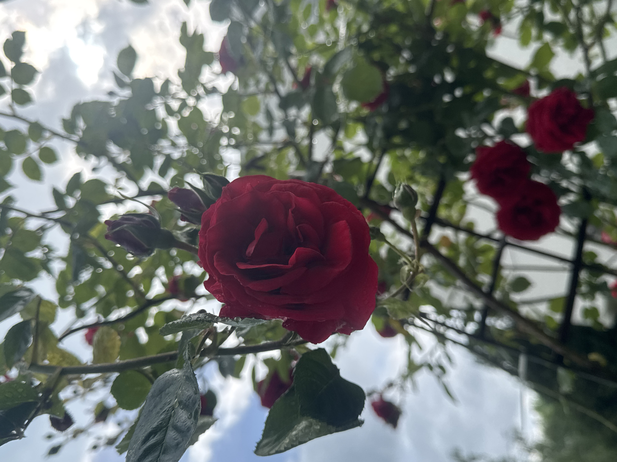 A low-angle, slightly hazy outdoor shot depicts a cluster of red roses and buds on a climbing rose bush against a background of foliage, sky, and what appears to be a trellis. The large, central rose is in full bloom, with tightly furled petals forming a deep, rich red blossom. Water droplets are visible on the rose petals and leaves, suggesting recent rain or dew. The leaves are a deep green. The branches of the rose bush are visible, along with unopened buds. The background features out-of-focus green leaves and a cloudy sky. A portion of a dark trellis structure is visible on the right side. Given the foliage and trellis, it is possibly located in a park in Varna, Bulgaria. There are no people present.