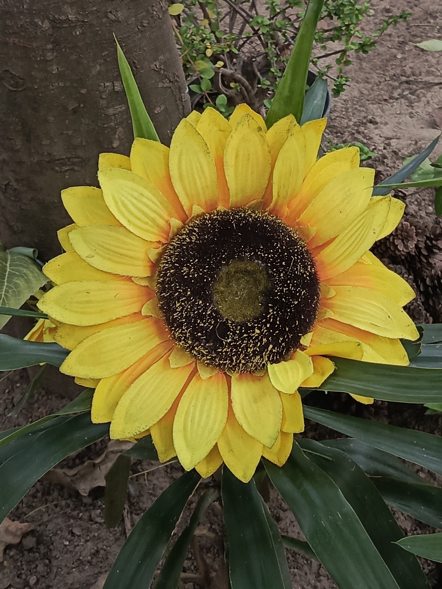 The image presents a close-up, top-down view of a vibrant sunflower, prominently positioned in the center. The flower's petals are a vivid yellow, subtly transitioning to a warm orange-brown shade as they near the dark, textured central disc. The disc itself is a deep brown or black, characterized by a granular surface.
Surrounding the sunflower are several broad, green leaves. The background on the left features the rough, dark bark of a tree trunk. To the right and bottom, the ground is visible, composed of dark brown soil interspersed with smaller green plants and some scattered dry leaves.
The scene depicts an outdoor setting, likely a garden or natural area, under bright and even daytime lighting. There is no discernible activity or event taking place; the image is a static portrait of the flower. No people or visible text are present. The sunflower's pristine appearance, with its smooth petals and perfect form, gives it a striking, almost artificial-like quality, though it could also be a very fresh, natural bloom. The location context is Caracas, Venezuela.