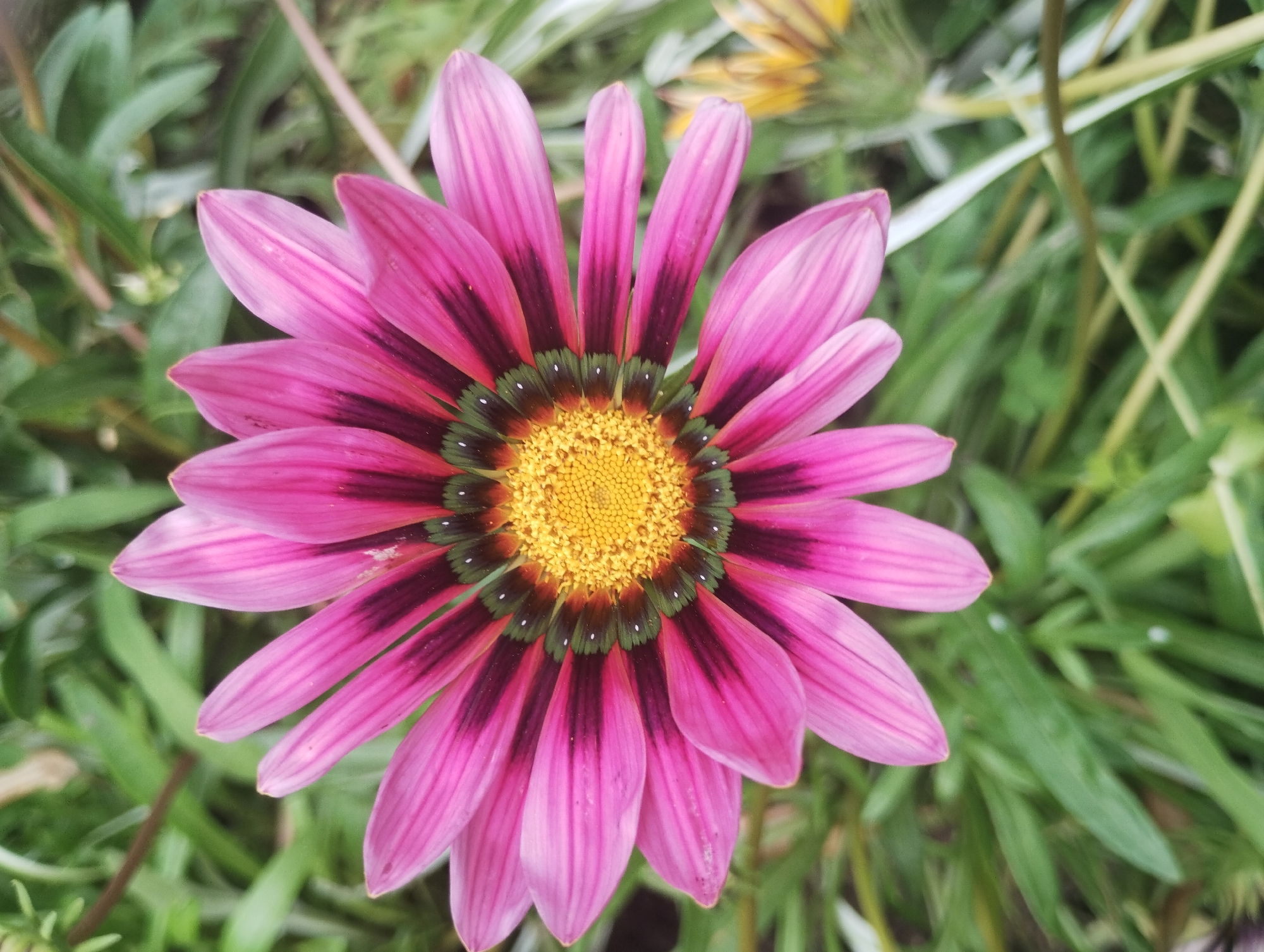 A close-up, overhead shot captures a vibrant pink Gazania flower in bloom, set against a background of lush green foliage. The flower's petals are a bright pink with dark purplish-red streaks running from the center outwards. The center of the flower features a bright yellow disc surrounded by green ray florets, each tipped with a small white dot. The flower is positioned slightly to the left of the frame, with its petals fanning out. In the background, other flowers, including a blurry yellow Gazania, are visible, along with green leaves and some lighter-colored stems or blades of grass. The lighting suggests it is daytime, and the overall scene is one of natural beauty. There is no indication of any specific location within the city of Sumy, Ukraine, or any human presence or activity.