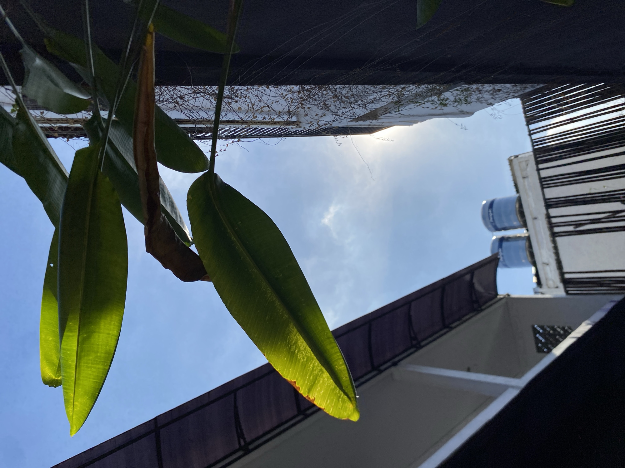 In North Kuta, Indonesia, the image captures a low-angle view of green leaves against a bright blue sky. The sun is visible, creating a lens flare and highlighting the translucent nature of the leaves. In the background, the edge of a building with a dark awning is visible on the left, while a white building with a black facade and vines climbing its side is on the right. Two blue water tanks are perched atop a white structure in the distance.