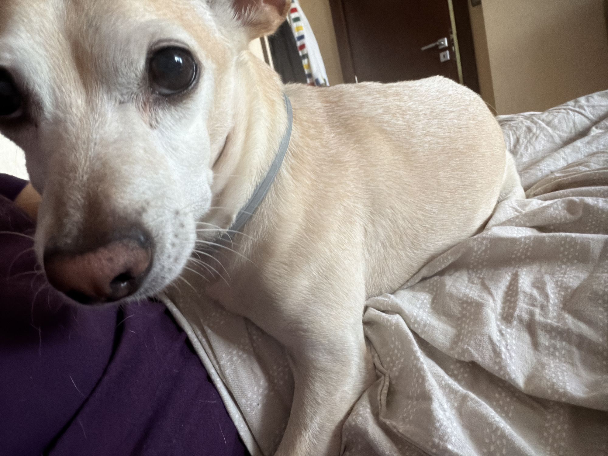 A close-up, low-angle shot shows a light-colored dog with dark eyes and a pink nose lying on a bed. The dog is positioned in the foreground, with its head facing the camera. A purple blanket or comforter is visible beneath the dog's body on the left side of the frame, and a lighter colored blanket with a subtle pattern covers the rest of the bed. In the background, a brown door with a silver handle is partially visible, along with a portion of a wall. A multi-colored striped fabric is hanging to the left of the door. The image does not provide any information about the city of Plovdiv, Bulgaria.
