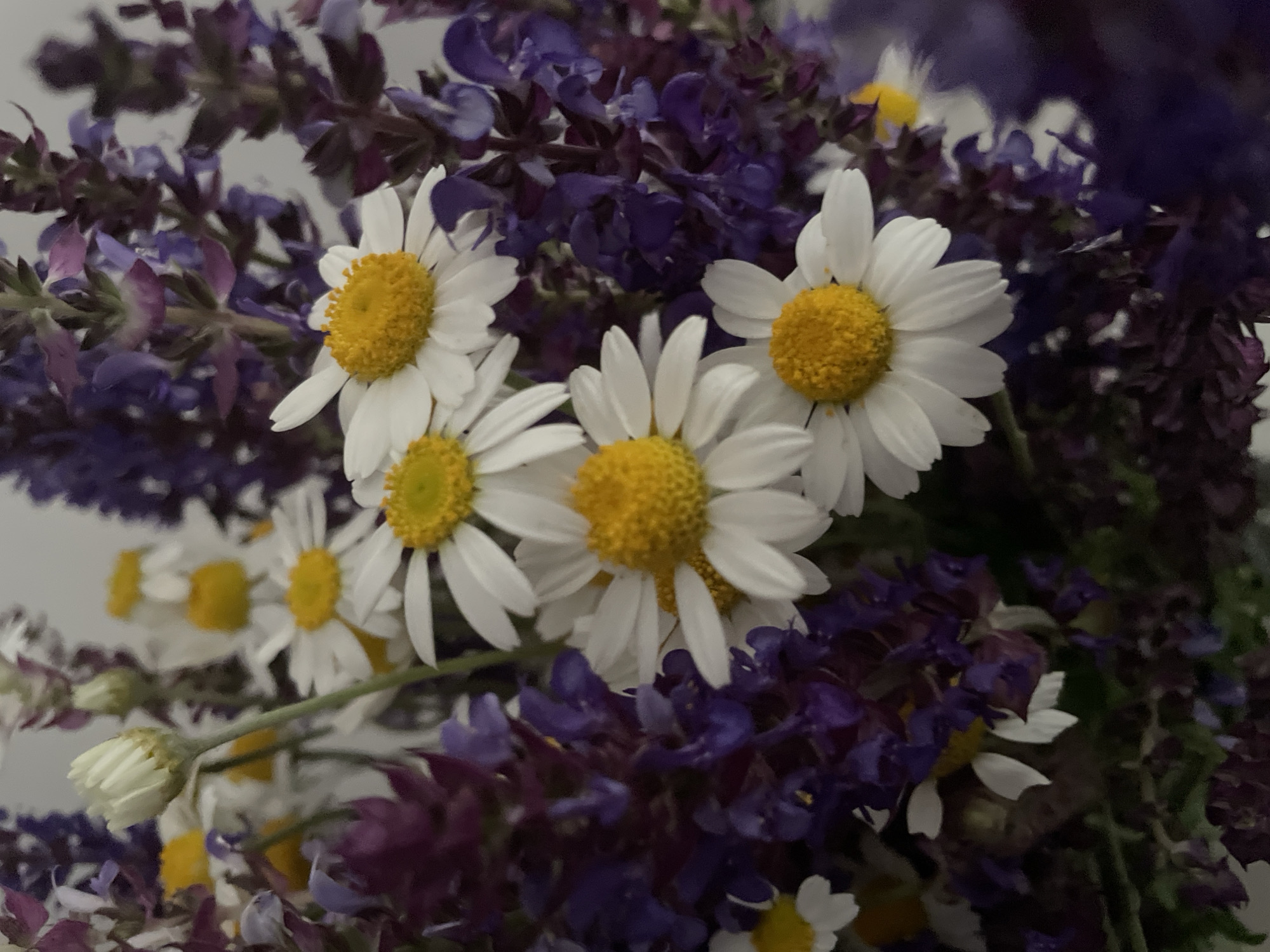 The image features a close-up of a bouquet of flowers. Several white daisies with yellow centers are prominent, interspersed among sprigs of dark purple flowers. The arrangement appears fresh and vibrant. The location is unknown.