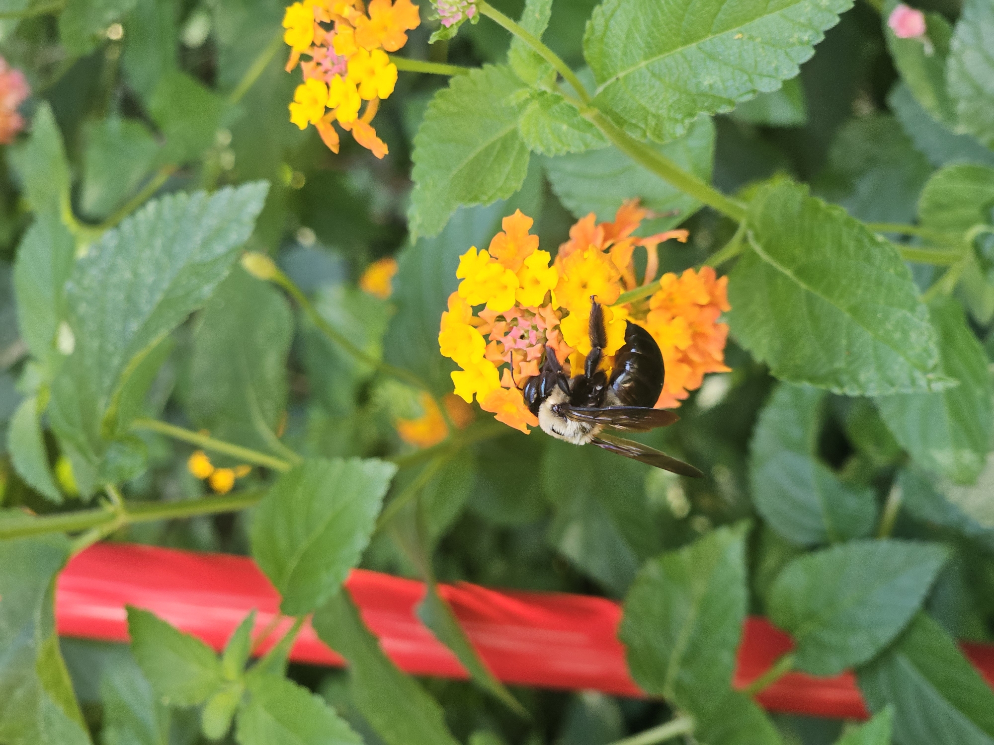 A close-up, vertical shot captures a carpenter bee in focus as it feeds on vibrant orange and yellow lantana flowers. The bee, predominantly black with some lighter markings on its thorax, is positioned on the right side of the frame. Its fuzzy body is angled towards the flowers, and its wings are extended. The lantana flowers form a cluster in the center right, with some smaller pink buds visible further to the right. In the background, out of focus, is a bright red cylindrical object on the left, possibly a pole or a support stake, surrounded by lush green foliage. The overall scene is one of nature within an urban or suburban setting.
