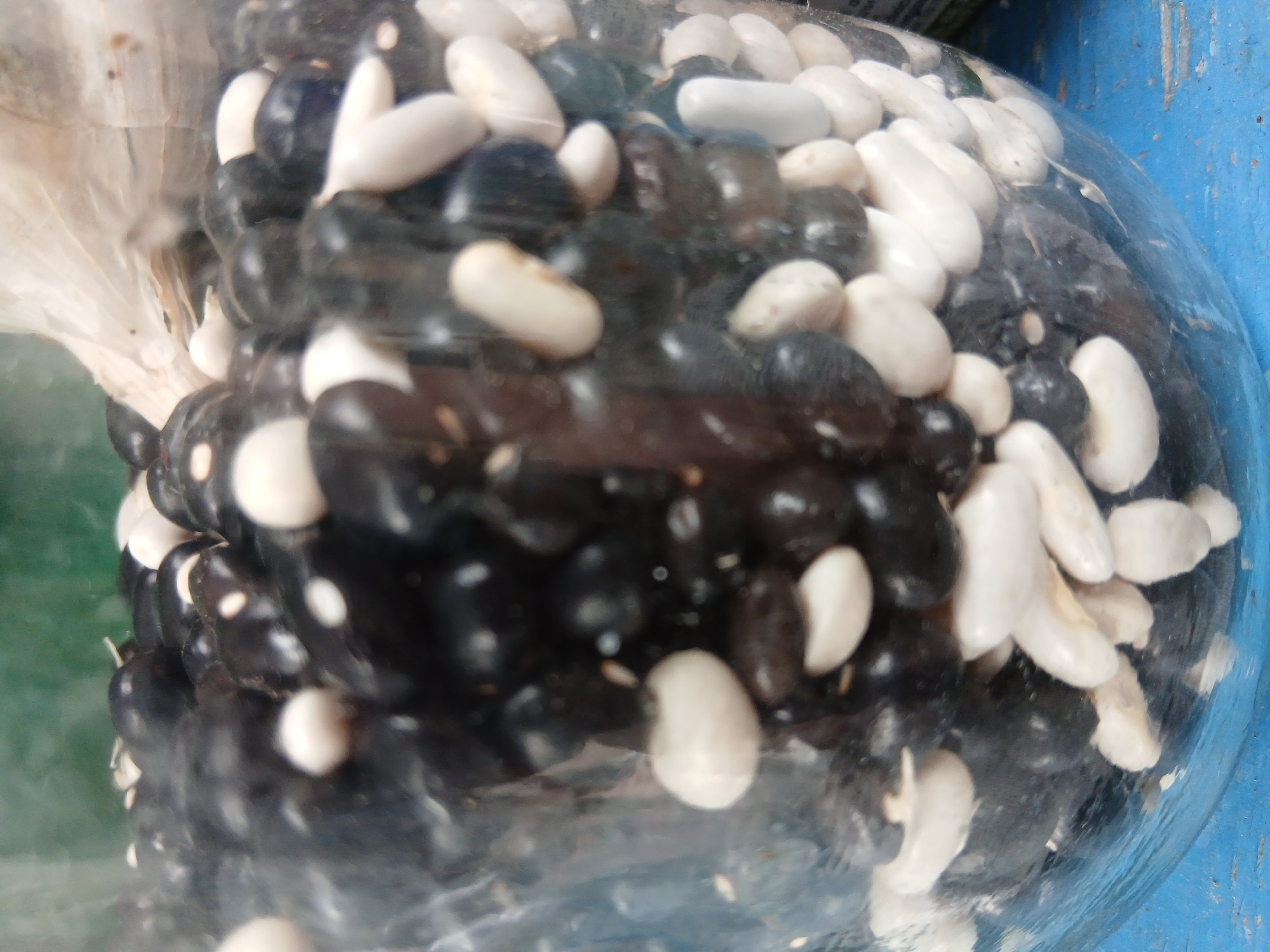 This media file shows a close-up view of a pile of black and white beans contained within a clear plastic bag. The beans are densely packed, with the black beans forming the bulk of the visible mass, interspersed with numerous white beans. The lighting is diffuse, suggesting an indoor setting. The beans are the primary subject, and the focus is on their texture and color contrast. There are no discernible people, specific activities, or emotional cues. The background is out of focus, but hints of a blue surface and some green suggest a utilitarian or storage environment, possibly in Kholosne, Ukraine, as per the location context. No text is visible in the image.