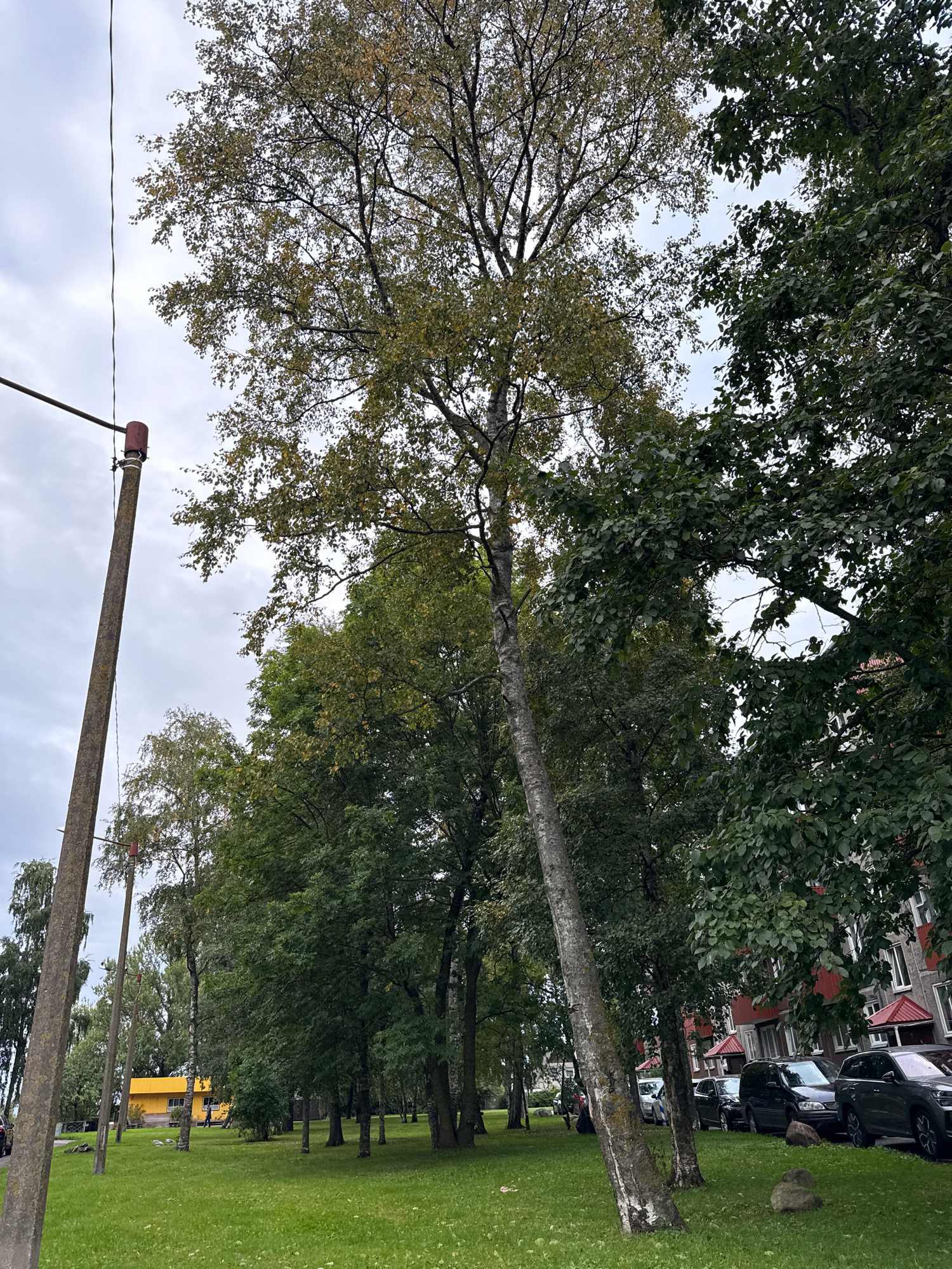 In Tallinn, Estonia, on an overcast day, a view looks towards a residential building and a park area. A tall, thin tree with pale bark dominates the center foreground, leaning slightly to the right. To its left, a utility pole with a red fixture near its top and wires extends upwards. Behind the foreground tree, a dense line of trees forms a backdrop, with some showing autumn colors. A bright yellow building is visible in the middle ground to the left, with a person walking in front of it. A row of parked cars lines the street to the right of the trees, in front of the grey and red apartment building. The ground is covered in green grass, with scattered rocks and fallen leaves.