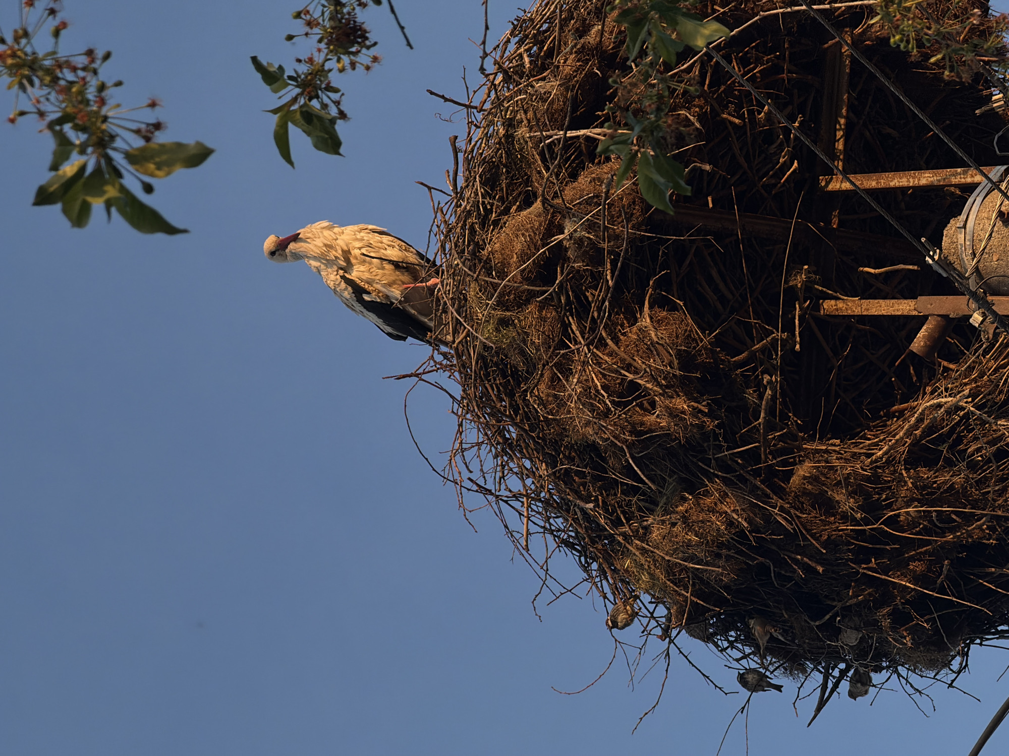 The image depicts a large bird's nest, likely a stork's nest, constructed on top of a utility pole in Septemvri, Bulgaria. The nest is made of branches, twigs, and other natural materials, forming a bulky, spherical structure. A stork is perched on the edge of the nest, its head turned towards the left side of the frame. The background is a clear blue sky with a few tree branches and leaves visible at the top corners of the frame. Metal structures and wires are integrated into the nest structure, indicating that it is built on top of a utility pole. Additionally, smaller birds can be observed clinging to the bottom of the nest.
