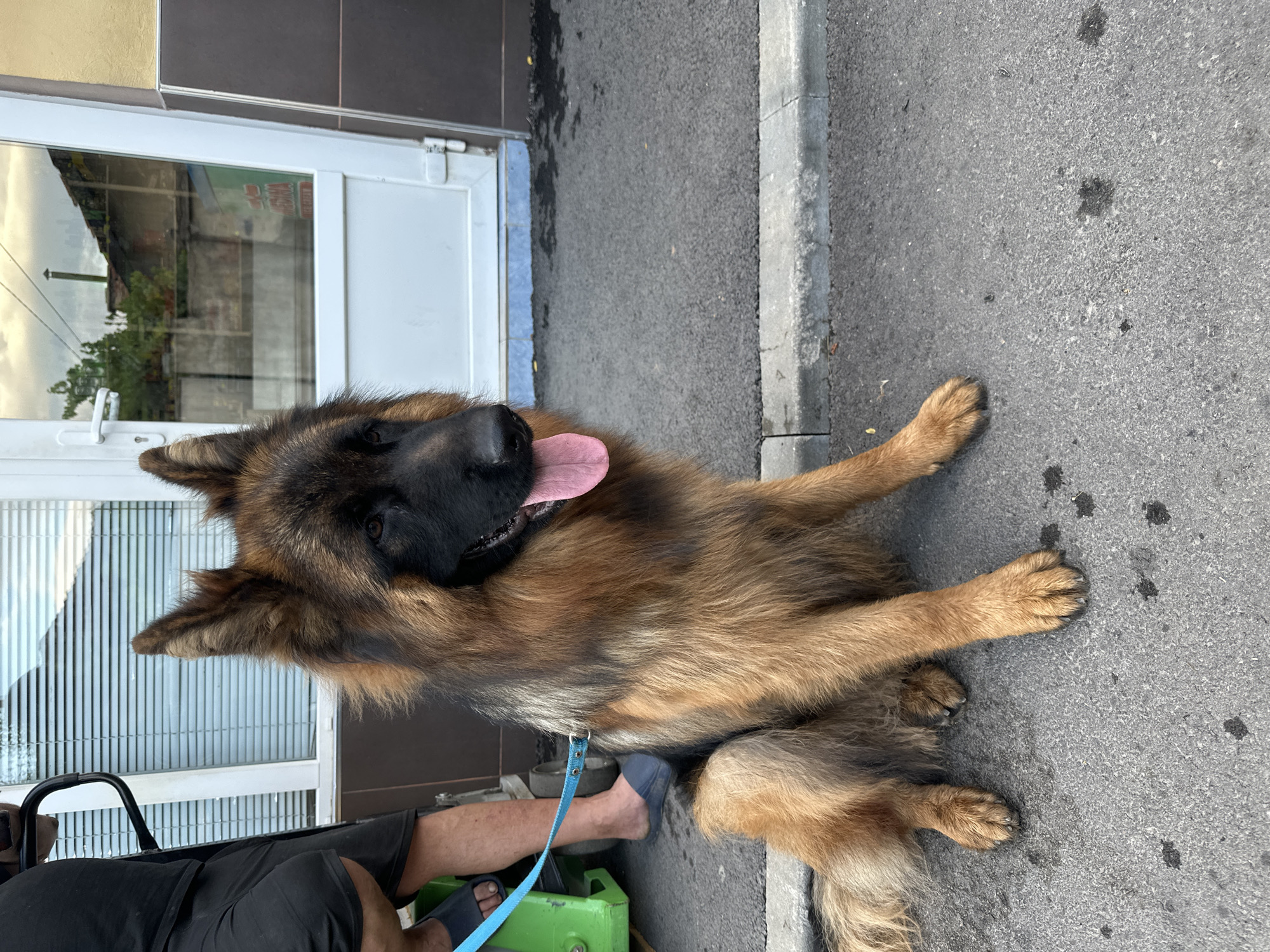 In Kostenets, Bulgaria, a long-haired German Shepherd is sitting on a paved surface next to a building with a white door and windows. The dog is on a bright blue leash held by an unseen person who is partially visible on the left side of the frame, wearing black shorts and dark sandals. The dog is facing right with its tongue slightly out. The environment appears to be an urban or commercial area.