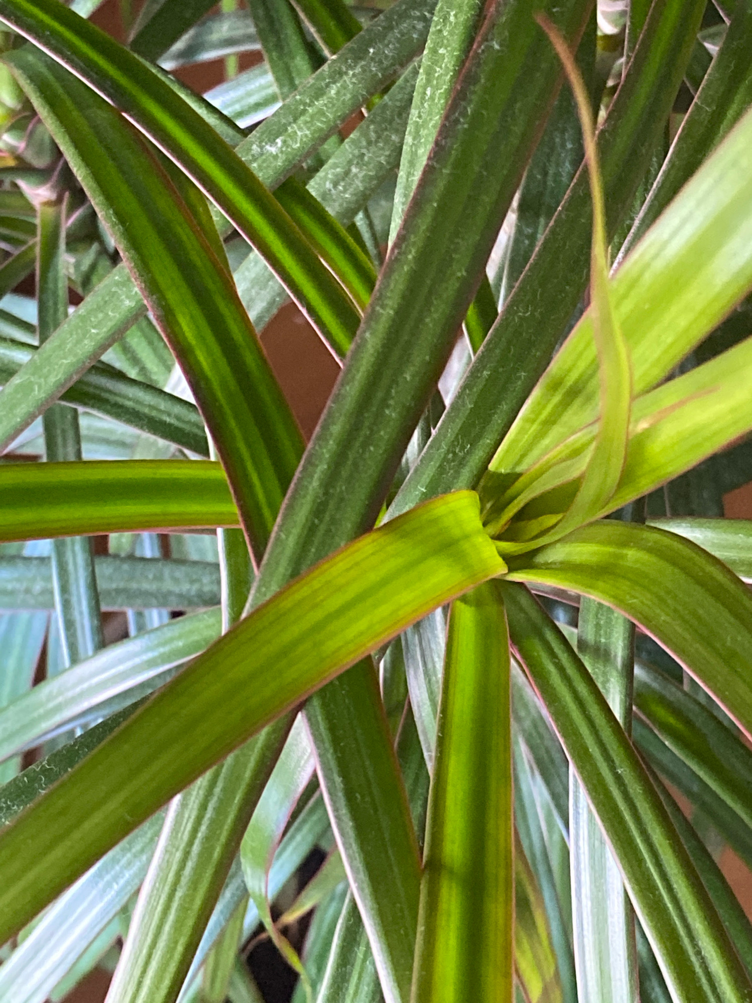 The image is a close-up, overhead shot of several long, thin, green leaves with reddish-purple edges and light green stripes. The leaves are overlapping and fanning out from a central point, creating a woven or layered effect. The texture of the leaves appears somewhat waxy, and there is a light dusting of what could be water droplets or dust on some surfaces. The background is a blurred, warm brown, suggesting a natural or indoor environment. There are no people or discernable objects other than the plant leaves themselves. The lighting is natural and highlights the vibrant green and subtle color variations within the leaves. The image focuses on the intricate patterns and textures created by the arrangement of the foliage.