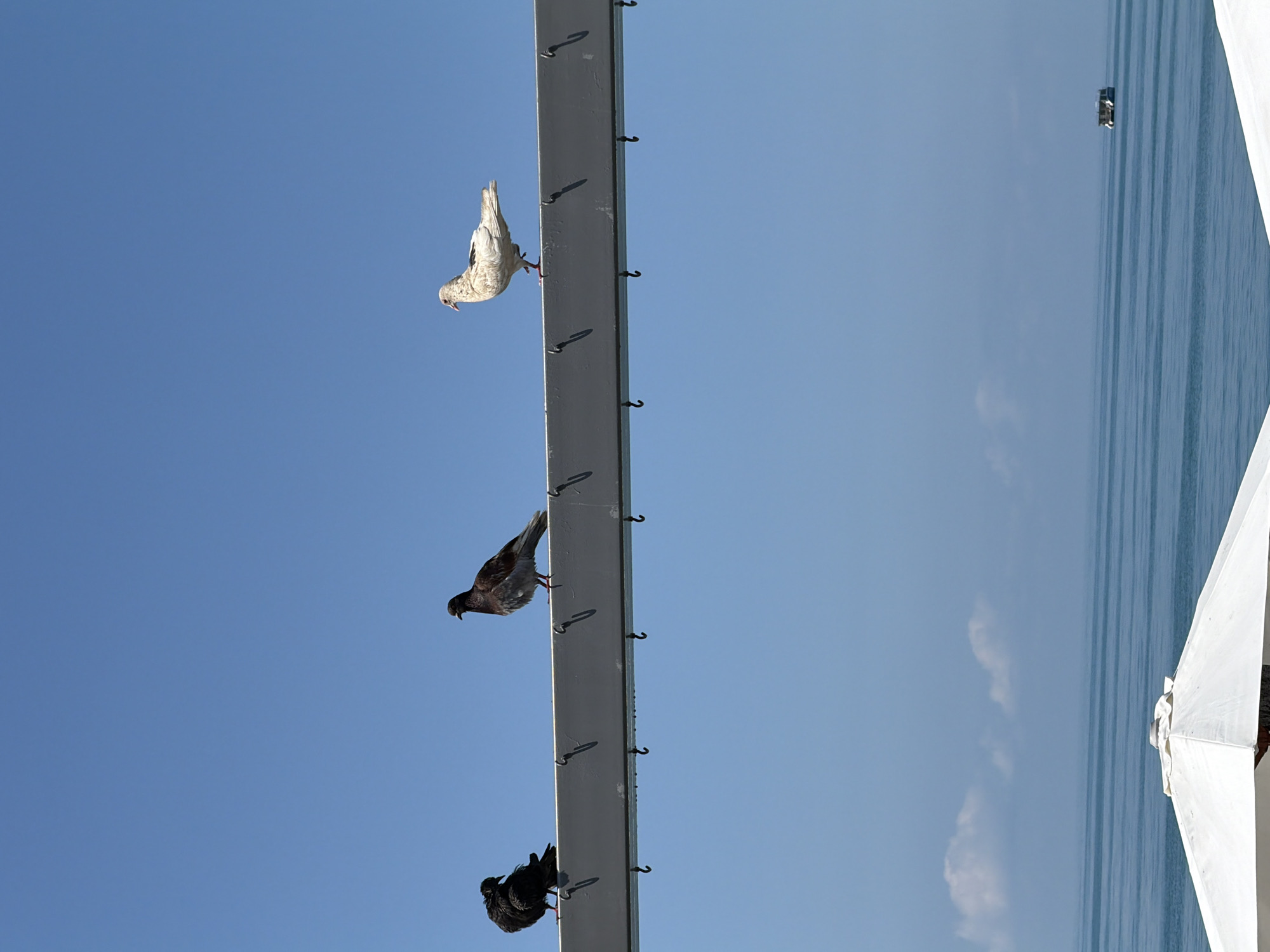 Three pigeons are perched on a horizontal gray beam under a clear blue sky. A black pigeon is on the left, facing left. Next to it, a darker pigeon is facing right. To the right of that pigeon, a lighter-colored pigeon with black wing markings is facing right. The beam has several hooks hanging from its underside. Below the beam, the blue sea stretches to the horizon, with a few light clouds in the sky. In the distance on the water, a small boat is visible. In the foreground, the white canopy of what appears to be a beach umbrella is partially visible. This scene is likely on the coast of Sochi, Russia.