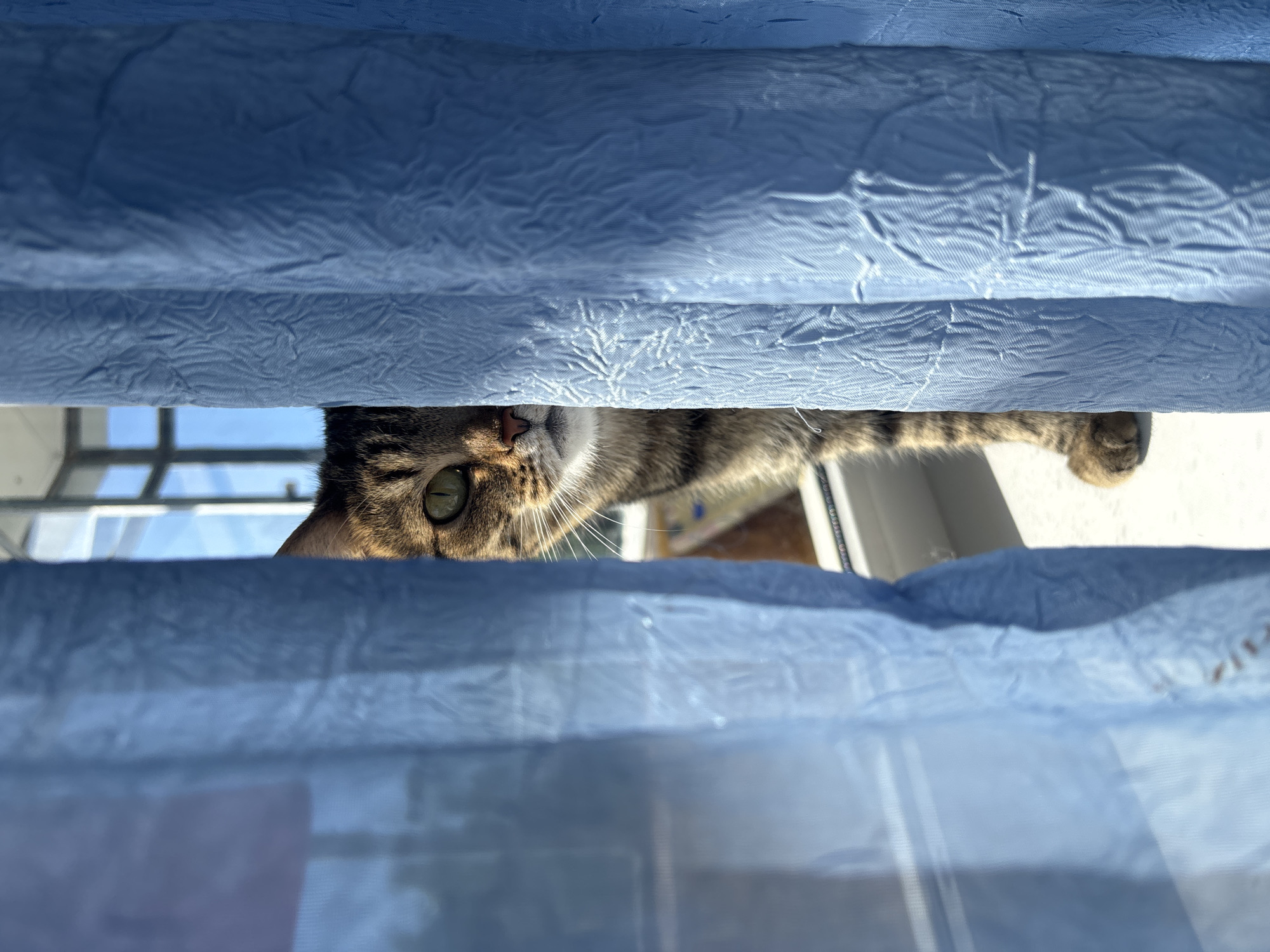 A tabby cat is seen peering over the top of a blue window covering. The location is potentially Chaikovsky, Russia. The cat's head and one paw are visible. A window frame is visible in the background. The environment is indoors.