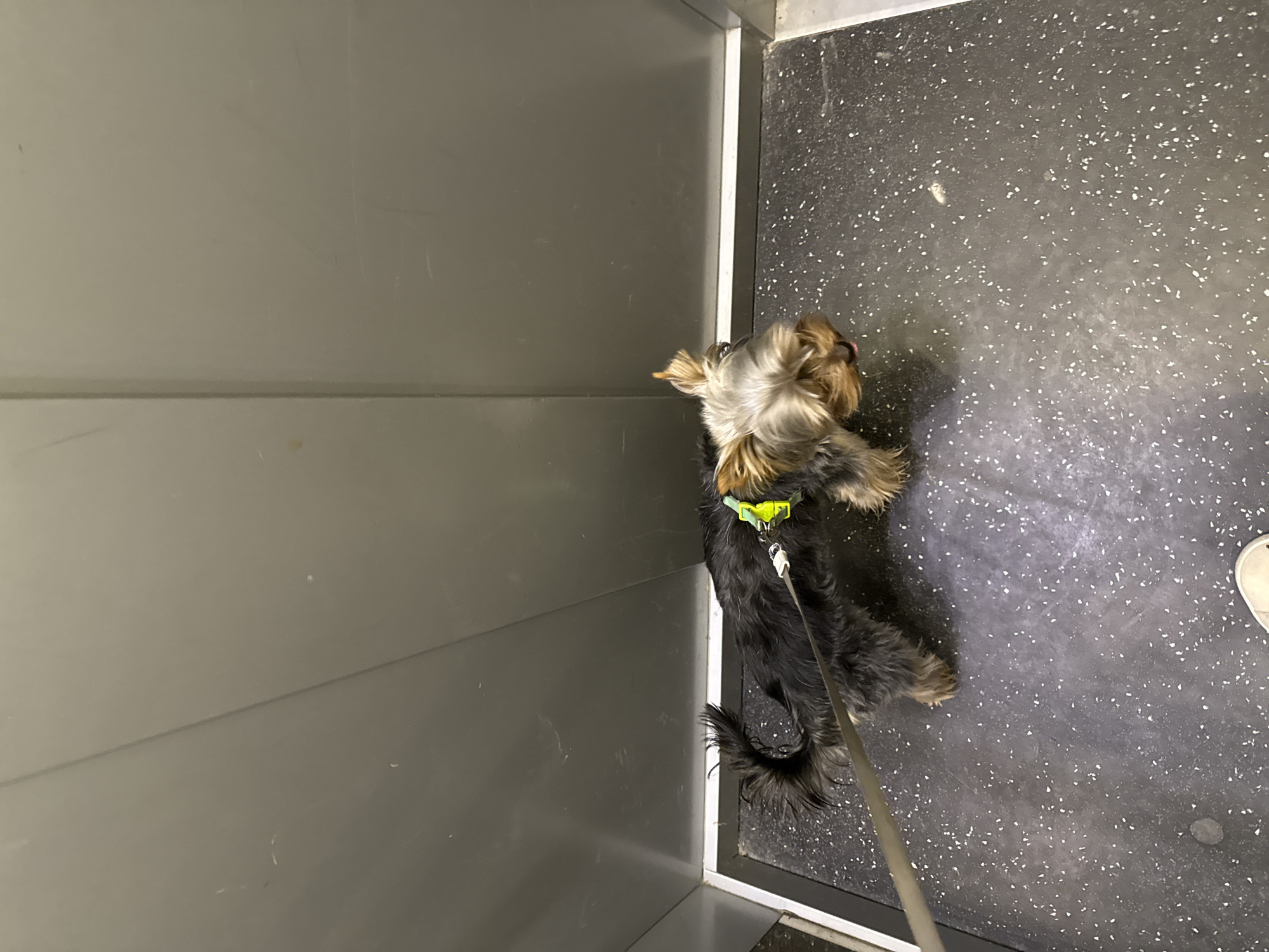 A high-angle shot depicts a small, long-haired black and tan dog, possibly a Yorkshire Terrier mix, standing on a dark gray floor speckled with white. The dog is wearing a green collar and leash, which leads out of the frame. To the left of the dog is a gray wall. A shoe is visible in the bottom right corner. The location cannot be determined from the image.
