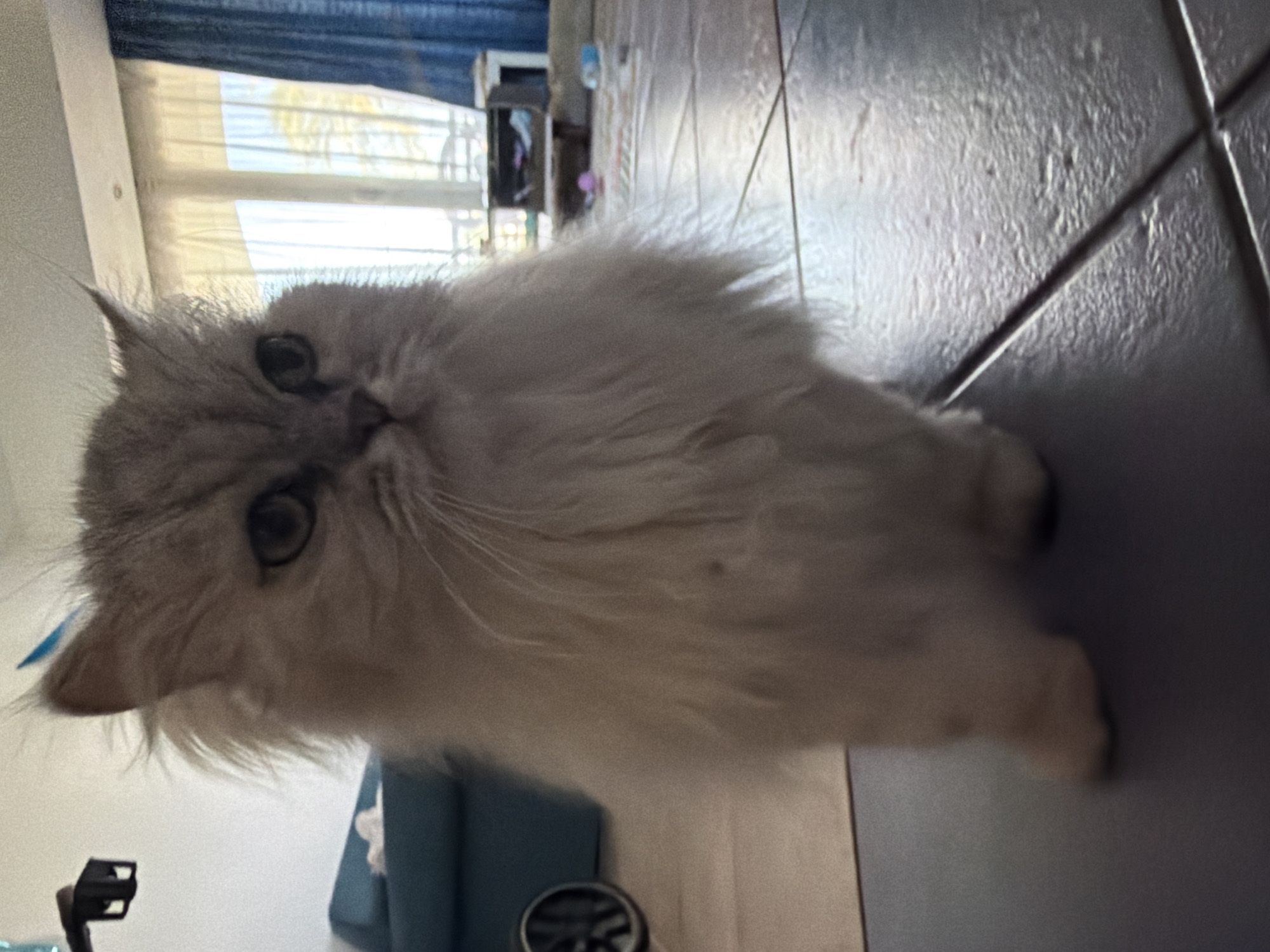 A fluffy, light-colored cat with a long mane is standing on a tiled floor. The cat is facing forward, with its head tilted slightly to the right and its eyes looking slightly to the left. The cat has green eyes and prominent whiskers. In the background, there is a blue couch, large windows with sheer white curtains, and blue drapes. Various objects, including a black electronic device with a blue indicator light, a wheeled cart, and some scattered toys, are visible in the room. The lighting suggests it is daytime. The scene appears to be indoors, possibly in a residential setting in Sharm El Sheikh, Egypt, given the tropical plants visible through the window and the style of the furnishings.