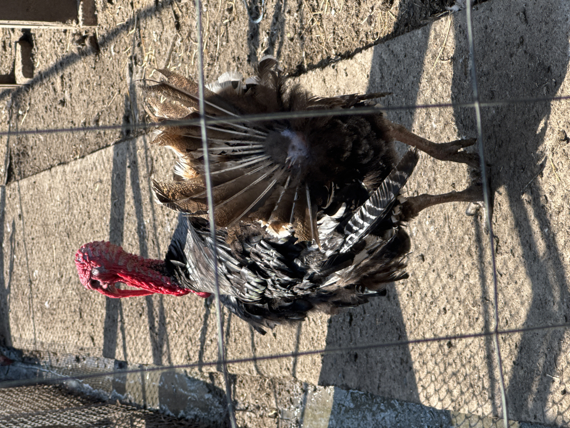 A domestic turkey (Meleagris gallopavo) is observed from a rear-quarter perspective within an outdoor enclosure in Sarnevo, Bulgaria. The turkey displays predominantly dark, iridescent plumage with visible lighter barring on its wing feathers and partially fanned tail feathers. Its head, characterized by prominent red caruncles and a wattle, is turned towards the viewer's left. The animal's legs and feet are visible on the packed earth and concrete paving. A wire mesh fence is present in the foreground, intersecting the frame, and another section runs along the left side, indicating containment. The ground is a mix of compacted soil and concrete slabs, illuminated by direct sunlight which casts distinct shadows. No people are visible within the scene.