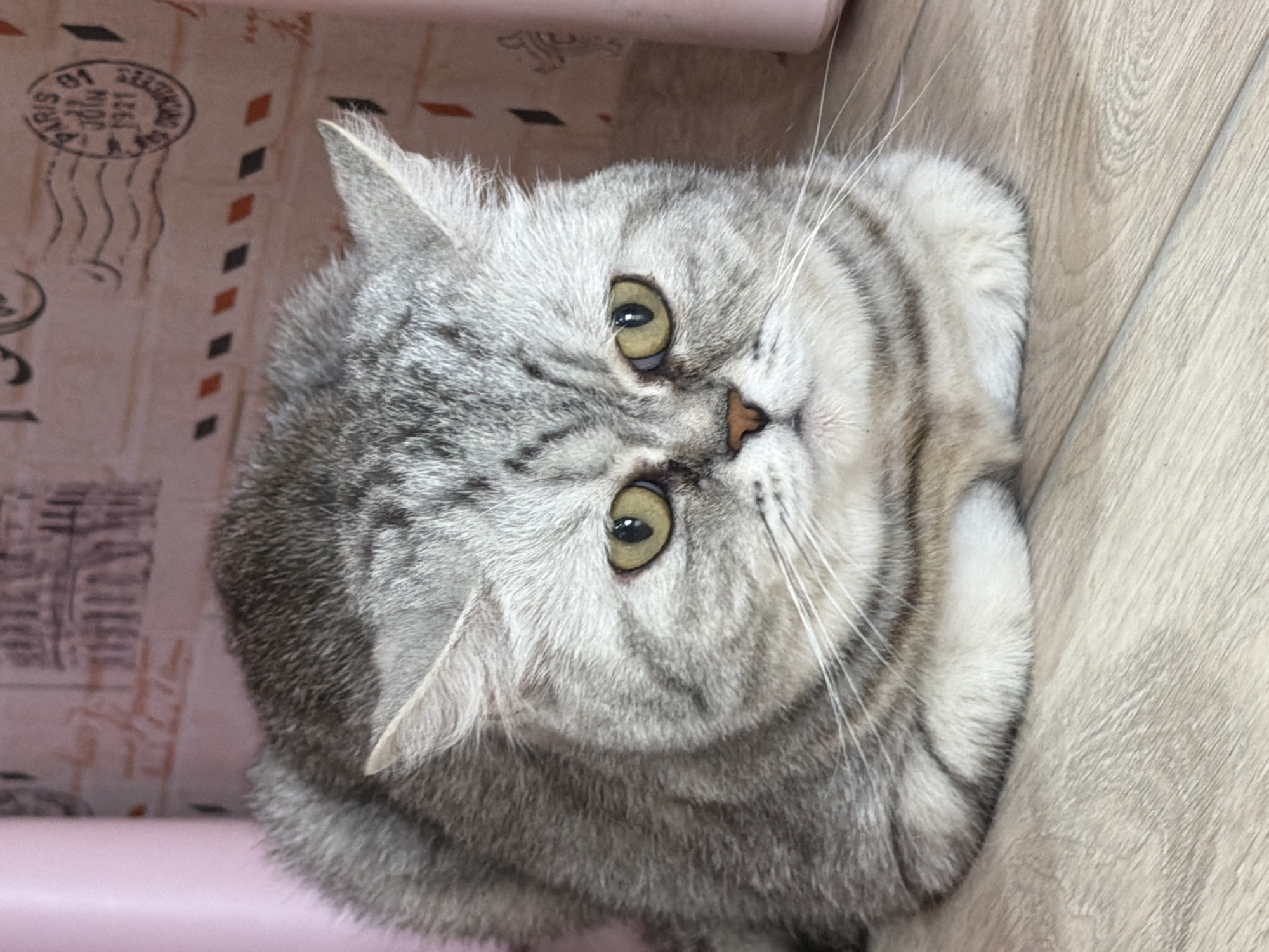 A gray tabby cat with green eyes is lying on a light wood-grain floor. The cat is oriented towards the viewer, with its head slightly tilted. Behind the cat, there is a pink and beige patterned background that appears to be on a wall. The pattern consists of stylized letters and a postmark reading "PARIS 01 JUIN 1971." The location of the image is Chaikovsky, Russia.