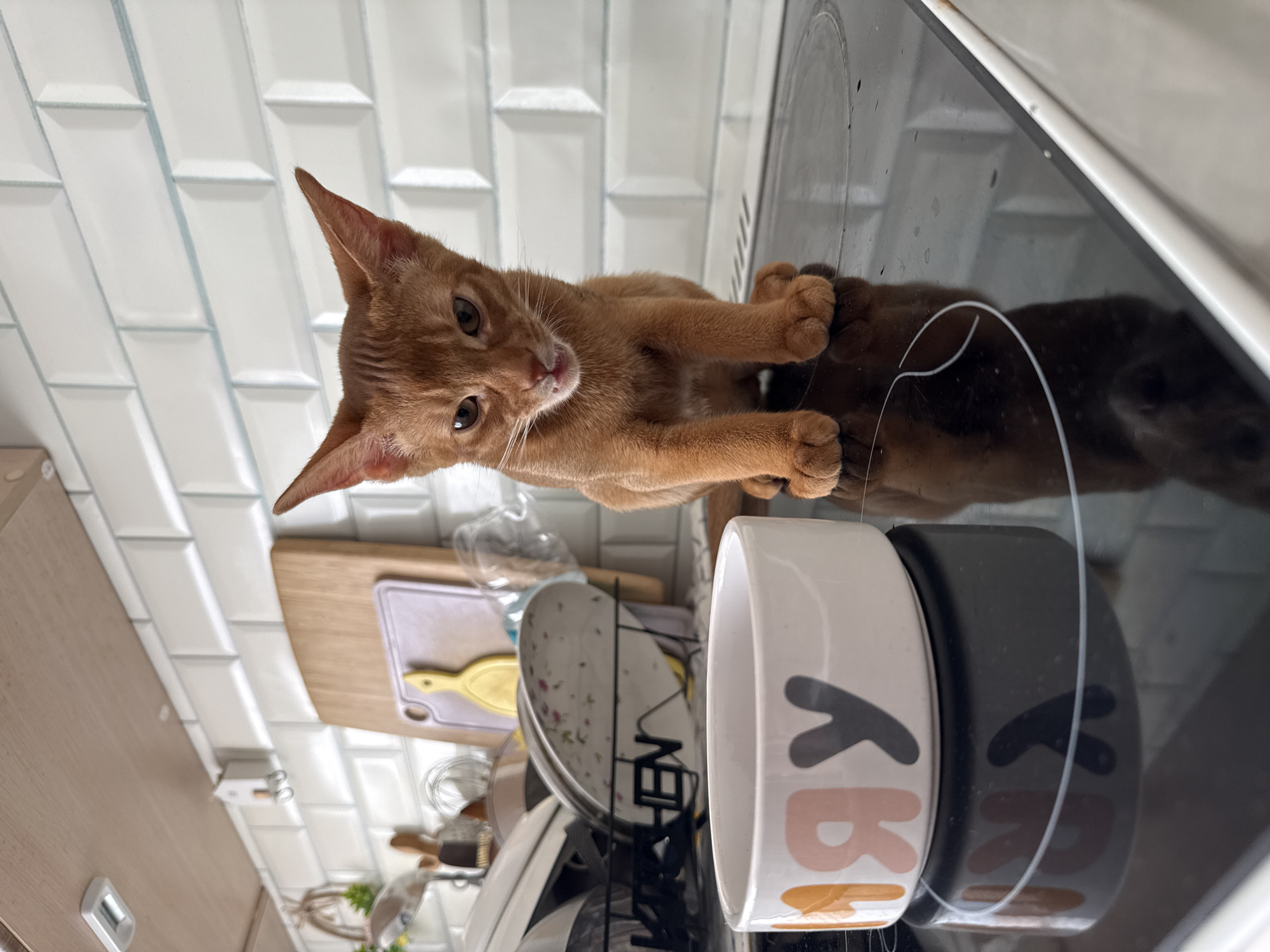 An Abyssinian kitten sits on a black glass stovetop in a kitchen. The kitten is ginger-colored with large ears and is looking directly at the camera with a slightly annoyed expression. In front of the kitten is a white ceramic bowl with colorful letters on it. The kitchen has white subway tiles on the backsplash and wooden cabinets above. A dish rack with plates is visible in the background. The image does not provide any specific details that would allow it to be located in Stary Oskol, Russia.