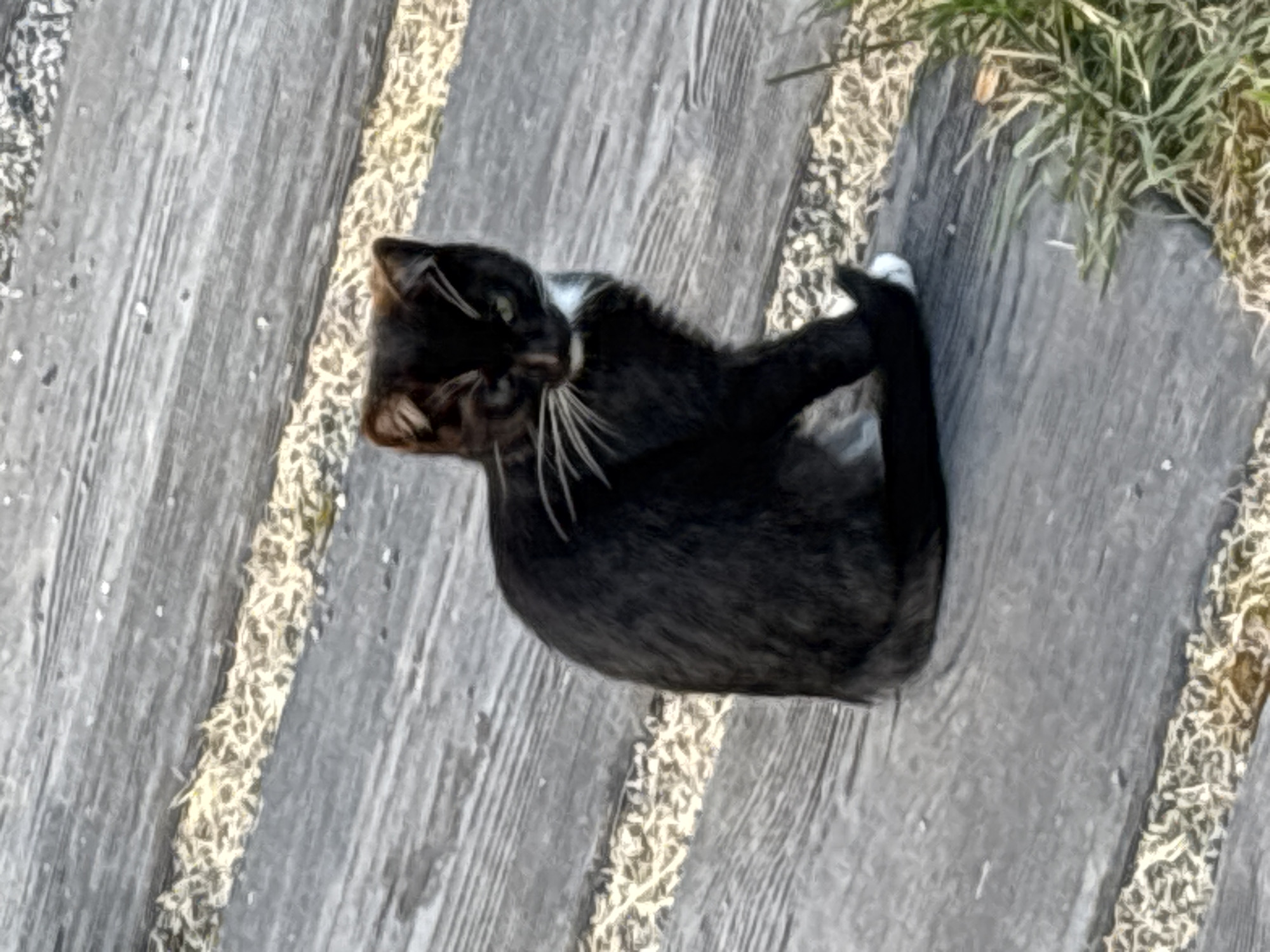 A black and white cat with green eyes sits on a wooden walkway in Zvenigorod, Russia. The walkway is made of weathered gray planks with gaps filled with light-colored gravel or dried grass. The cat is facing slightly to the right, with its tail curled around its body and one white paw visible. In the lower right corner, a patch of green grass is present. The overall lighting suggests it is daytime.