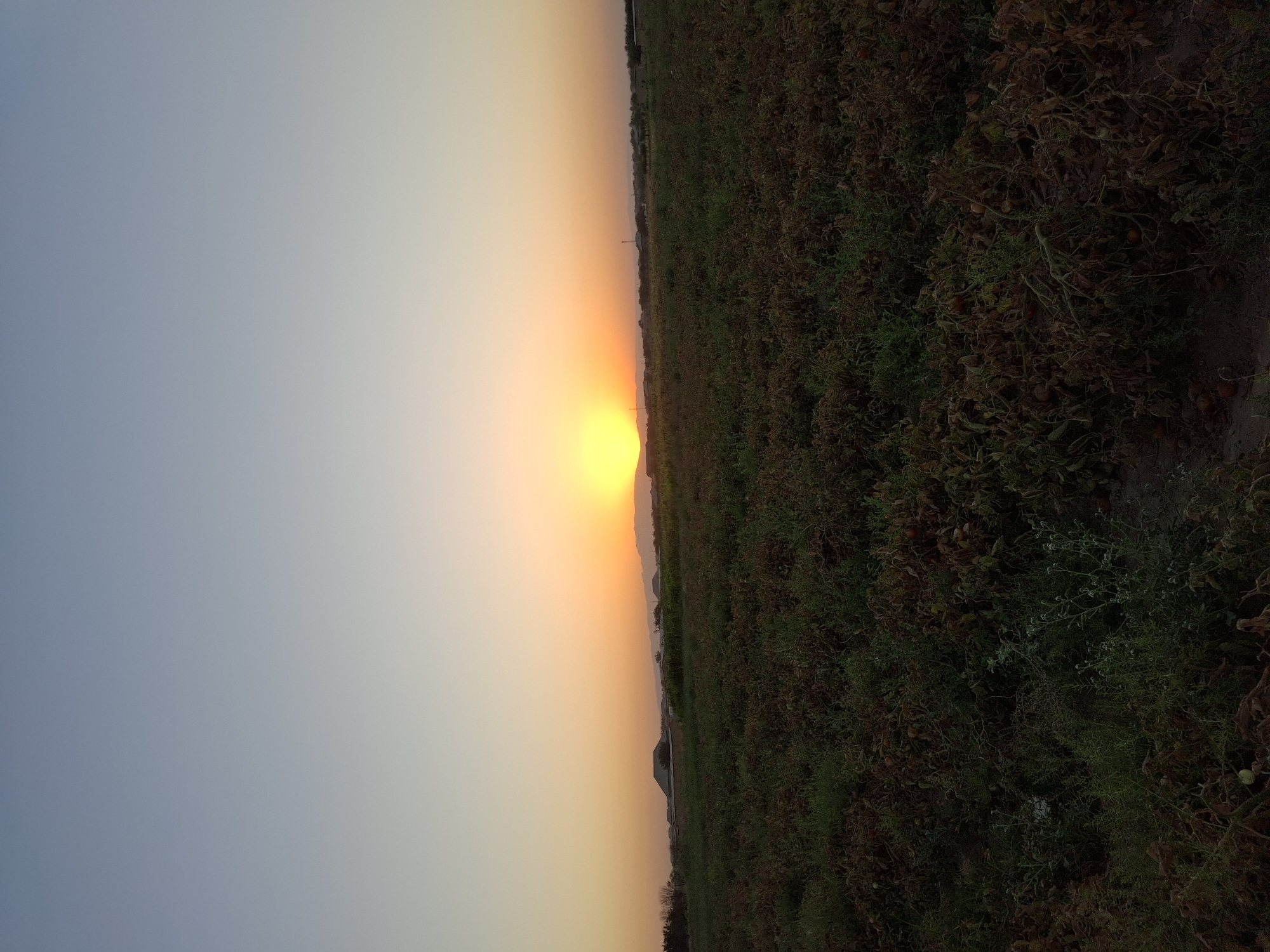 A wide shot captures a sunset over a field of crops in Utmayli, Uzbekistan. The sun, a bright yellow disc, is low on the horizon, casting an orange glow across the sky and silhouetting distant mountains. The field in the foreground is dense with low-lying plants, some appearing dry and brown, while others are a deeper green. Scattered among the plants are small, round objects, possibly fruits or vegetables. The sky transitions from a pale blue at the top to a warm orange and yellow near the horizon. In the distance, silhouetted structures and trees suggest a rural or agricultural landscape. There are no people visible in the frame.