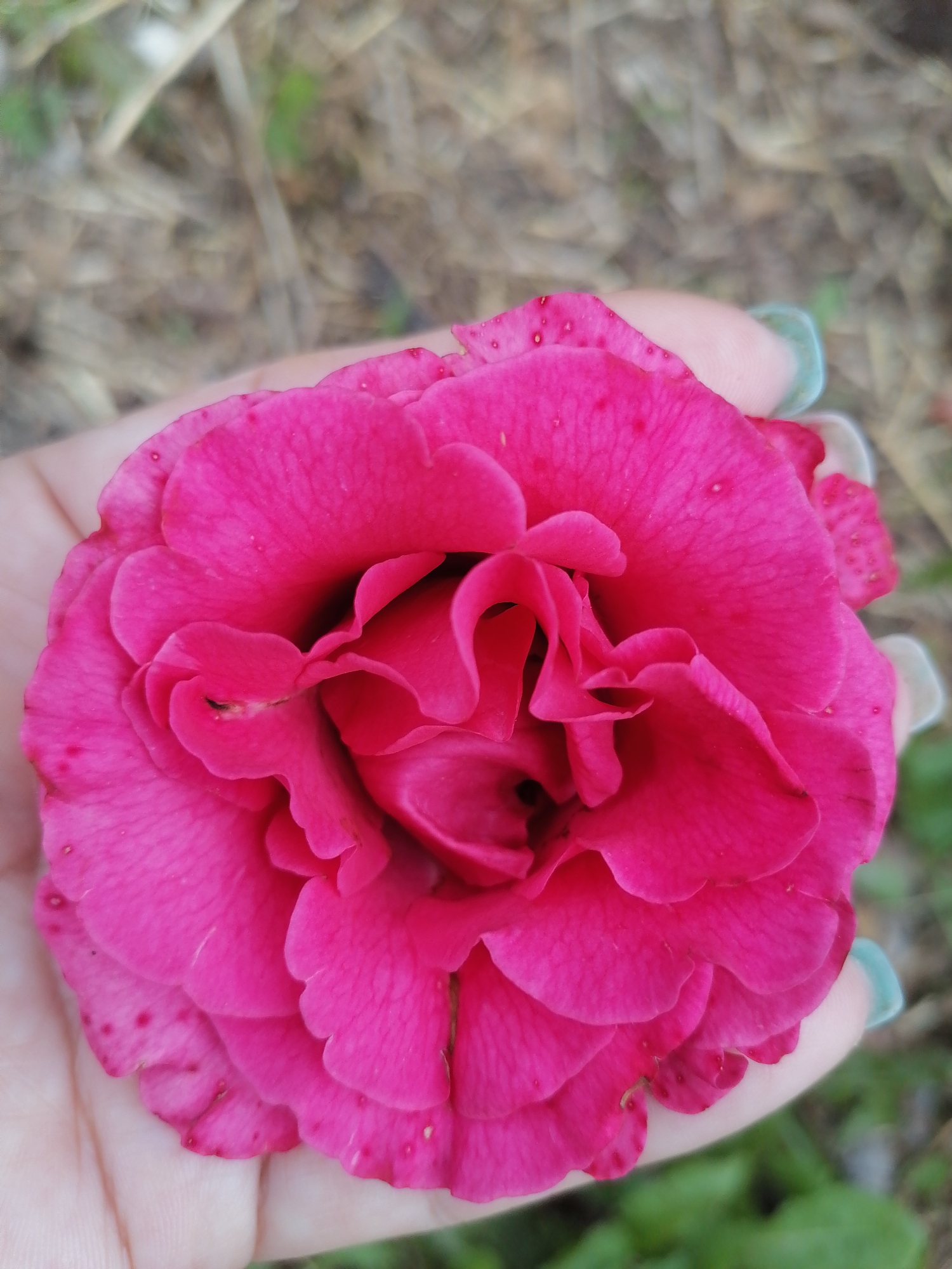 A close-up, eye-level, vertical shot shows a bright pink rose held in a fair-skinned hand. The rose is in full bloom, with tightly packed, ruffled petals. The background is a soft blur of brown and green, suggesting an outdoor setting, likely in Lobkovo, Russia. The hand is positioned to cradle the rose, with fingertips visible on the left side of the frame. The fingernails are painted a light teal color. Small red speckles are visible on the edges of some of the rose petals, and a small dark insect is on one of the inner petals. The lighting is natural and diffused, highlighting the vibrant color of the rose.