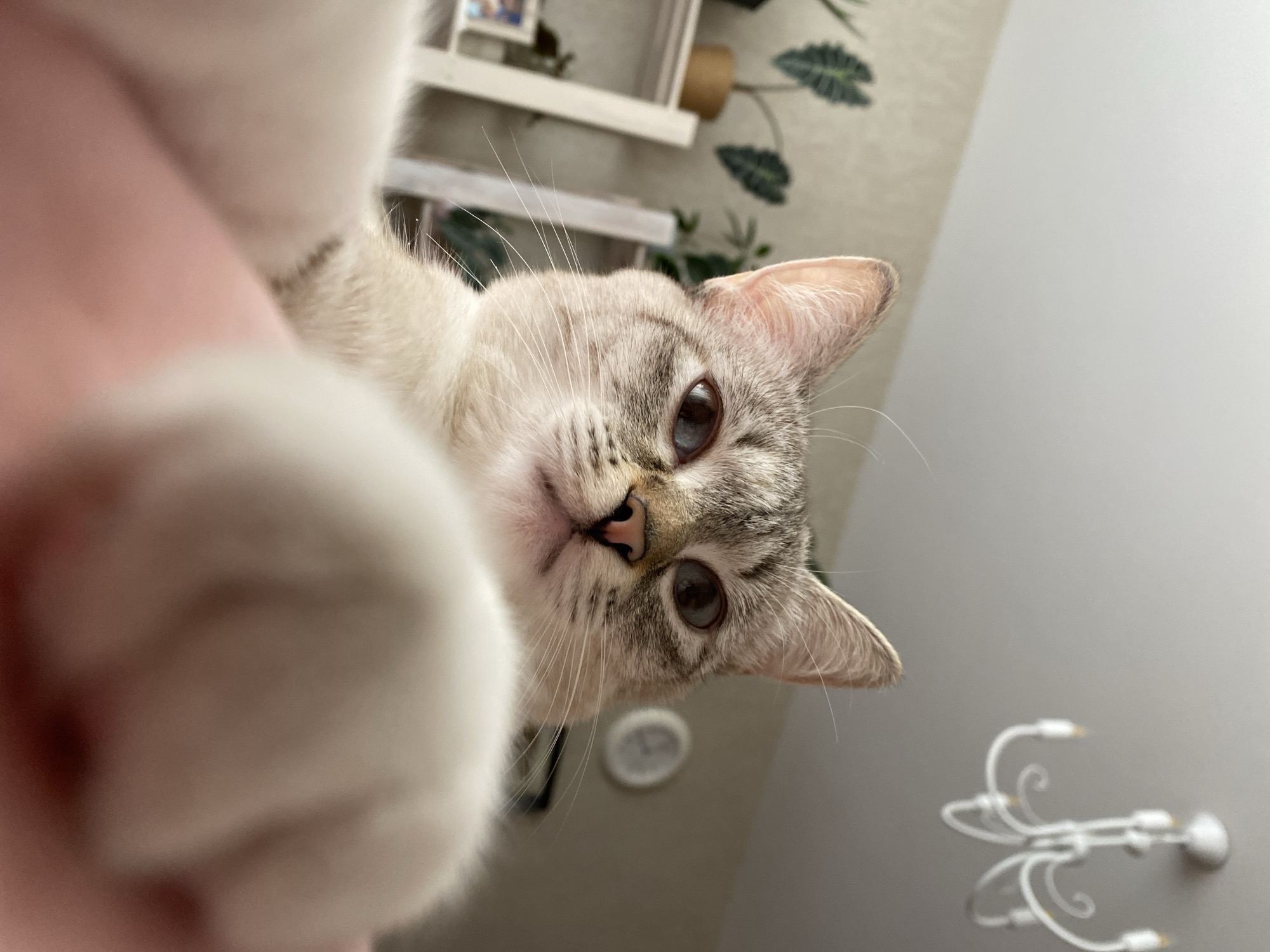 A close-up, angled view features a light-furred cat with grey tabby markings and blue eyes. One of its white paws is prominently blurred in the foreground. The cat is positioned above the camera's perspective, looking downward. The background includes a wall with a chandelier. A shelf is partially visible. There is no indication that this image was taken in Yekaterinburg, Russia.