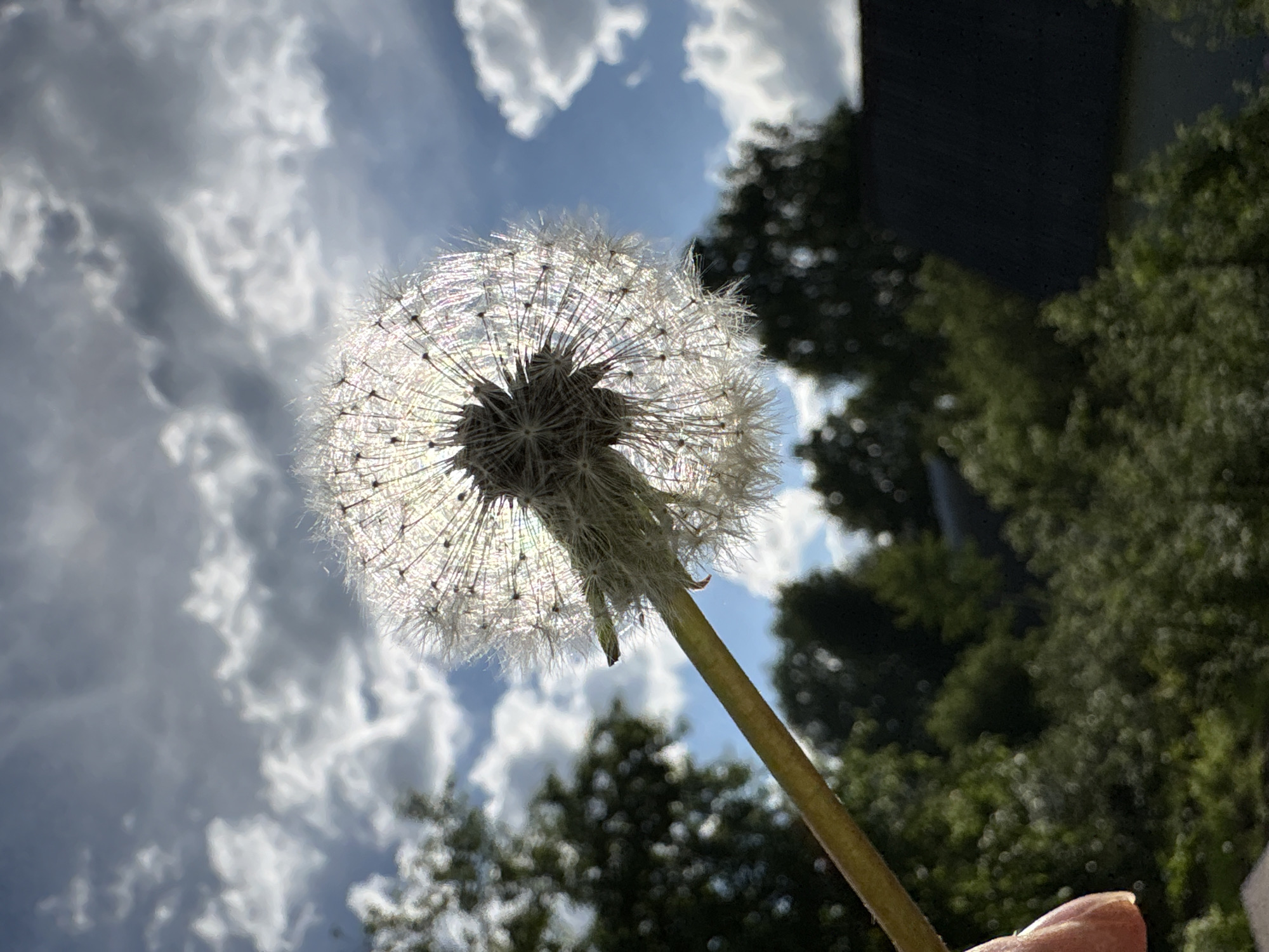 The image shows a dandelion seed head held up against a sky with scattered clouds. The dandelion is in focus, and backlit by sunlight. The background includes trees and a dark-colored building. There is a small portion of a finger visible in the lower right corner. The location is unknown.