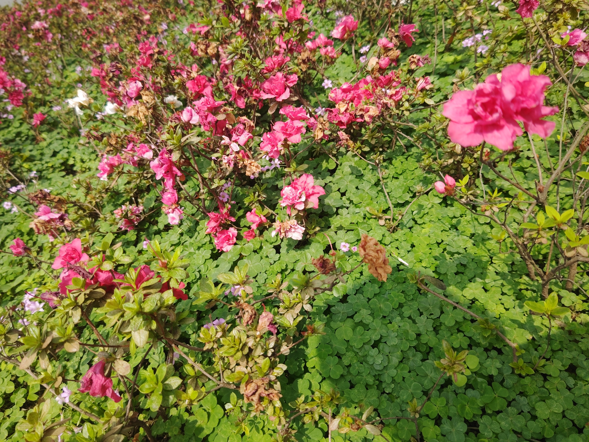 The image displays a dense botanical scene located in the Chongqing High-tech Zone, China, captured from an elevated perspective. The primary subjects are flowering shrubs featuring numerous pink and magenta blossoms, intermingled with green foliage and some visible dried or wilting flowers and leaves. A prominent, out-of-focus pink flower is visible on a branch in the upper right. The ground beneath the shrubs is completely covered by a thick carpet of small, uniformly green, trifoliate groundcover. Small, pale purple or white flowers are sparsely distributed among the main pink blooms. The scene is illuminated by natural daylight, casting minimal shadows. No individuals or man-made structures are present.