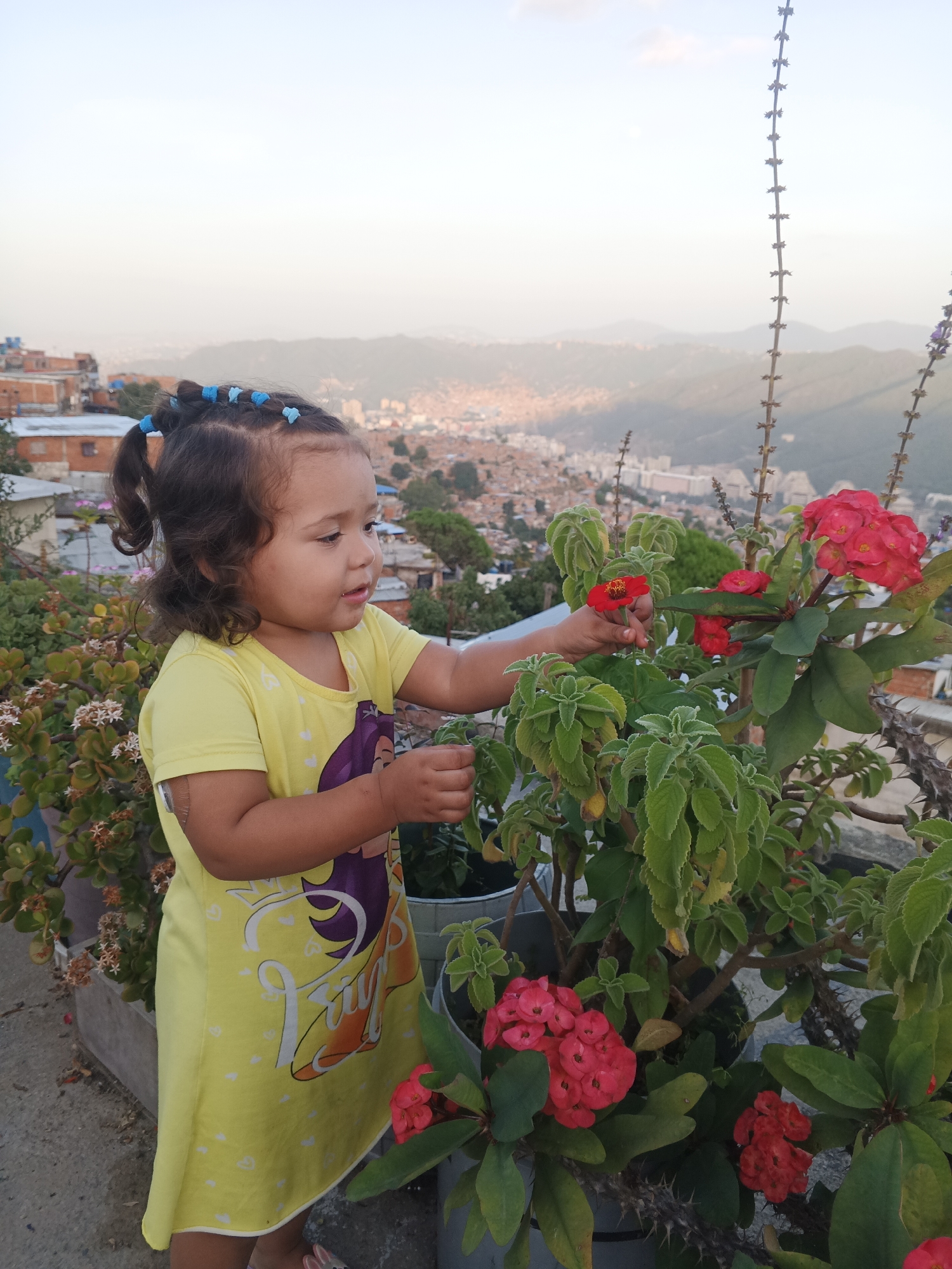 The image shows a young girl in a yellow dress standing next to a potted plant with bright red flowers, with a cityscape visible in the background. The girl has curly brown hair with blue hair ties. She is reaching out to touch one of the red flowers on the plant. The plant has green leaves and thorns on its branches. The background reveals a dense urban area nestled among hills, which indicates the location is likely Caracas, Venezuela. The sky is light and clear, suggesting it is daytime. The overall impression is a candid moment of a child interacting with nature in an urban setting.