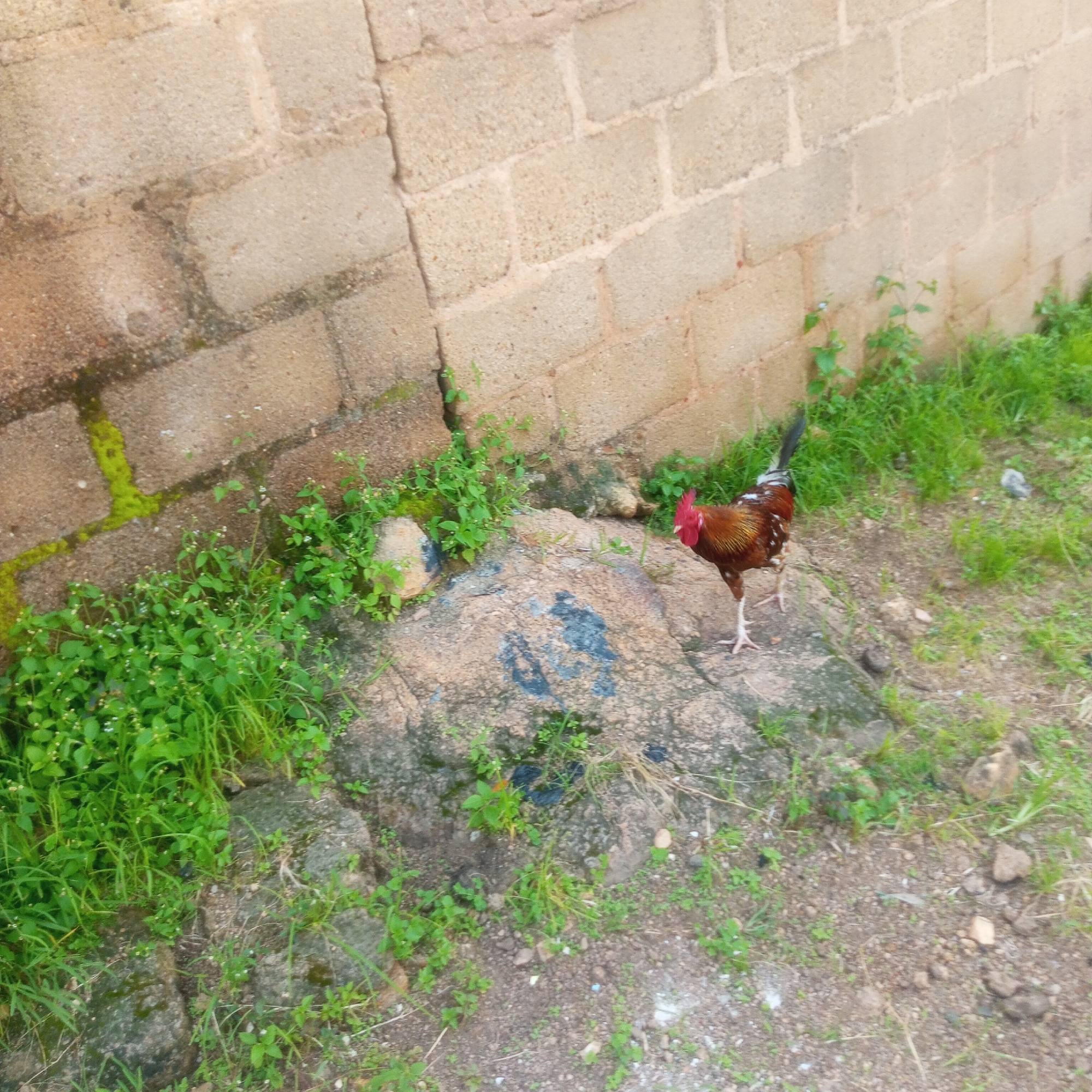 A rooster with reddish-brown feathers and a red comb stands on a large, rough rock. It is facing left, with its legs slightly splayed. The rock is surrounded by green grass and vegetation. Behind the rock and grass is a wall constructed of light-colored, rectangular blocks. The ground is a mix of dirt and small stones. The scene appears to be an outdoor setting, possibly a yard or open area, in Jos, Nigeria.