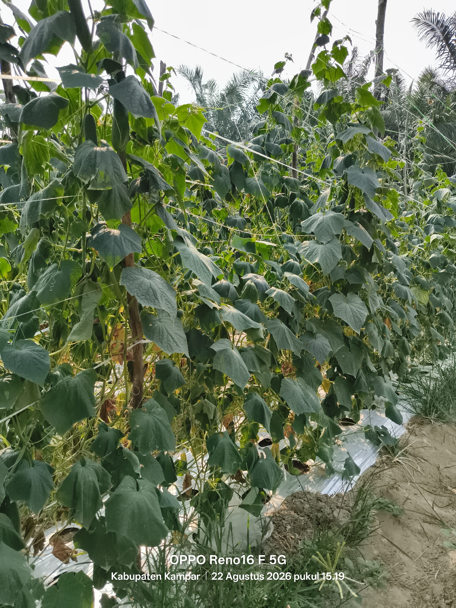 An outdoor, eye-level, medium shot captures a densely planted row of cucumber plants growing vertically on a trellis system. The plants are laden with large, green, heart-shaped leaves and developing cucumbers. The cucumbers, ranging from light green to dark green, are visible hanging from the vines. The plants are supported by wooden stakes and white twine, creating a structured growing environment. The ground beneath the plants is covered with white plastic sheeting, likely for mulching or weed control, with patches of soil and some dry grass visible. In the background, a line of palm trees suggests a tropical or subtropical climate. The sky is bright and hazy. A watermark at the bottom right corner reads "OPPO Reno16 F 5G | Kabupaten Kampar | 22 Agustus 2026 pukul 15.19," indicating the device used for capture, the location as Kampar Regency, and the date and time. The image appears to be taken in Bina Baru, Indonesia, as per the prompt.