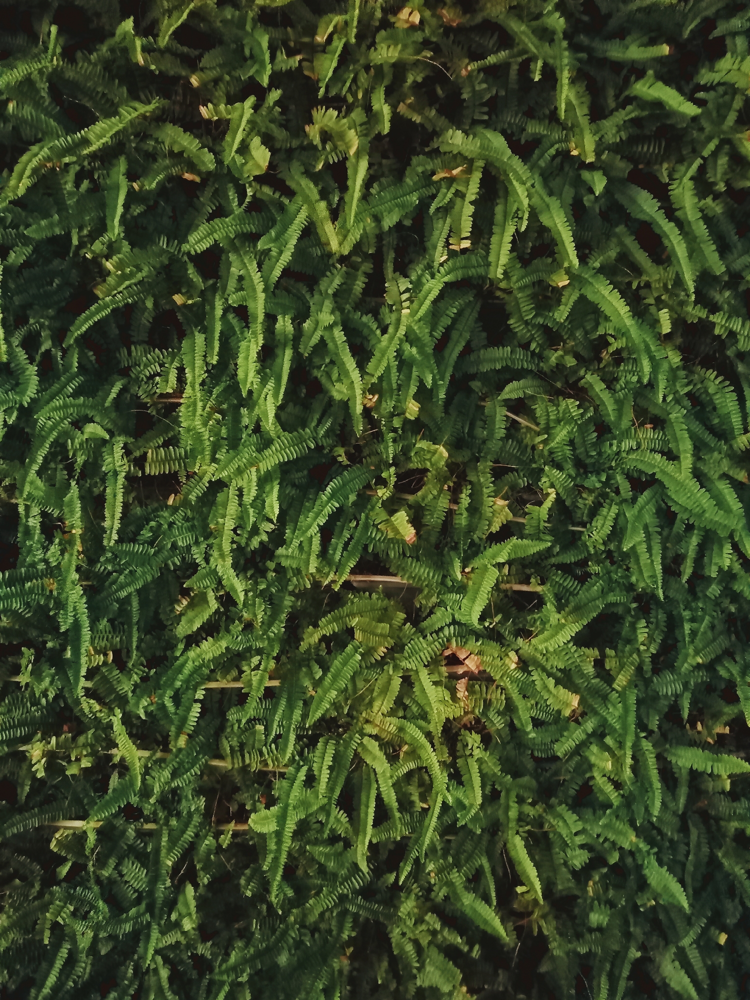 This image presents a dense, vibrant green wall of ferns, likely a vertical garden or a natural growth covering a surface. The primary subjects are numerous fern fronds, characterized by their long, arching shapes and finely dissected leaflets, typical of varieties such as Boston ferns or similar species. The fronds overlap and intertwine, creating a rich, textured tapestry of foliage.
No specific activity or event is taking place; the image simply captures the natural state of the growing ferns.
Notable details include the lush green color, which varies slightly across the fronds, with some areas appearing brighter due to direct light and others receding into darker, shadowed tones. This variation creates depth and highlights the intricate structure of the plants. Scattered among the green fronds, a few small, light brown or yellowish accents suggest some older or drying leaflets. Several narrow, horizontal elements, possibly made of wood or bamboo, are visible through the foliage, suggesting a trellis or support structure for the ferns to grow upon. The lighting indicates it is daytime, with soft, diffused illumination that prevents harsh shadows and contributes to the serene atmosphere. There is no visible text in the image. While the location context is Nha Trang, Vietnam, the image itself does not contain specific visual cues to definitively identify this location beyond the type of flora commonly found in tropical or subtropical regions. The overall impression is one of natural abundance and tranquility.